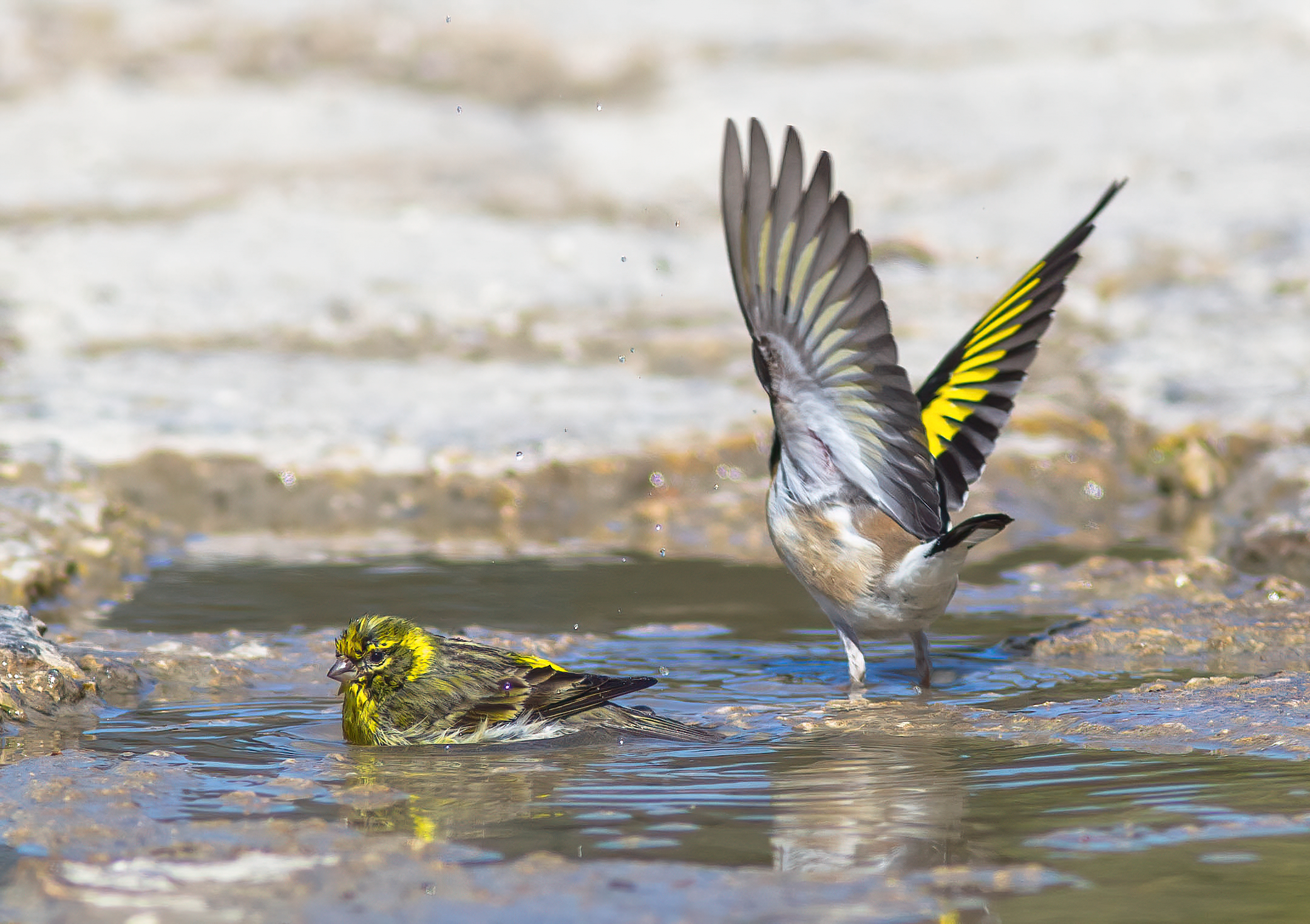 Uffa questi cardellini......