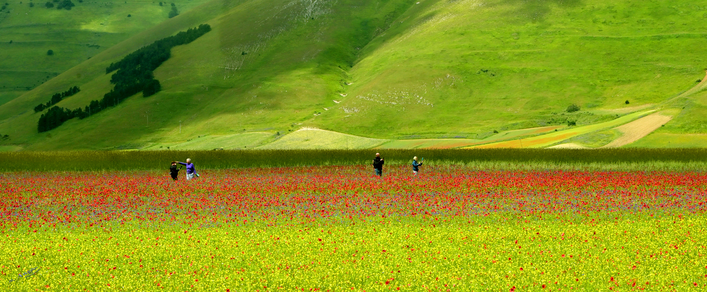 " Fioritura "  (Castelluccio di Norcia)