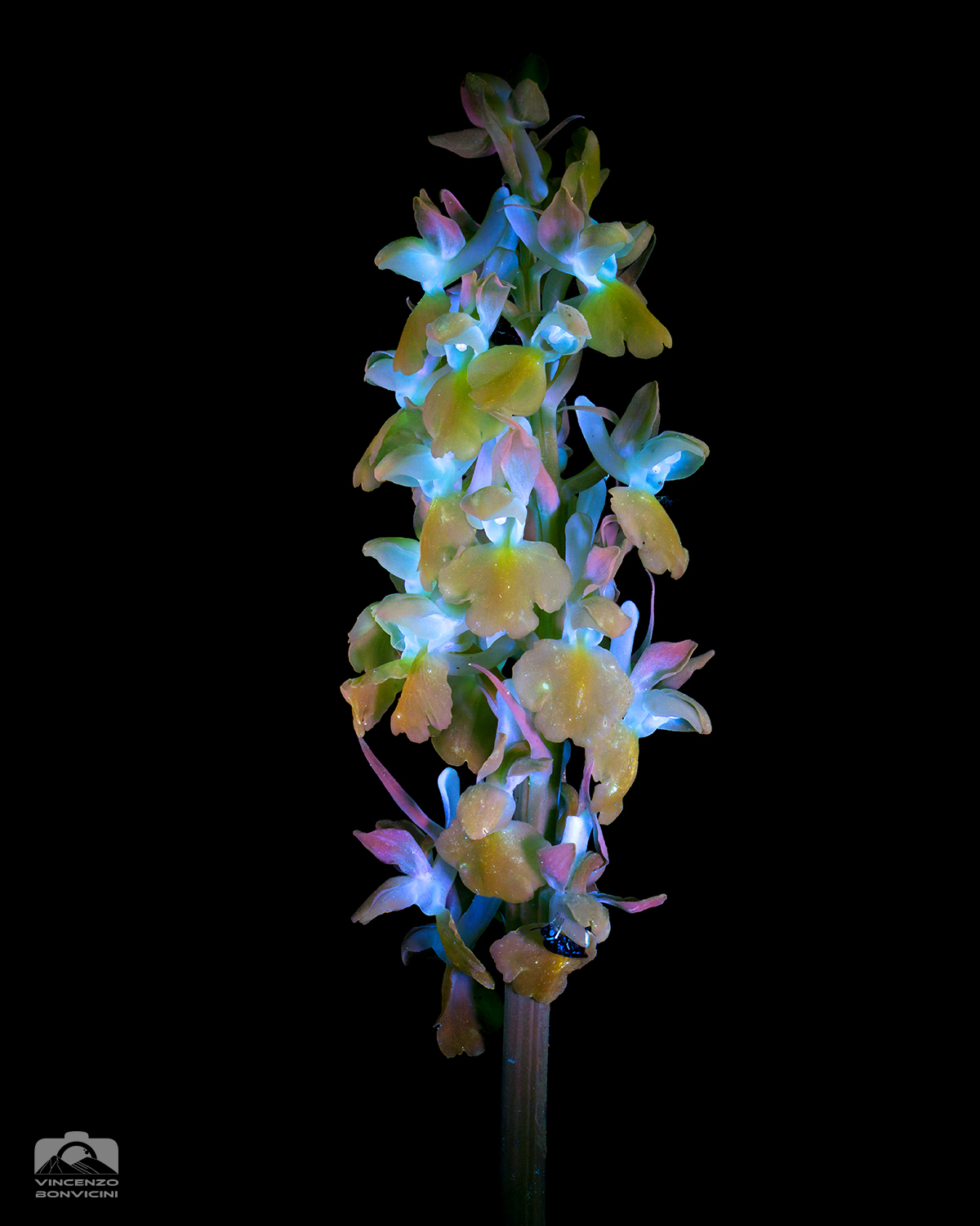 Orchis pallens UV