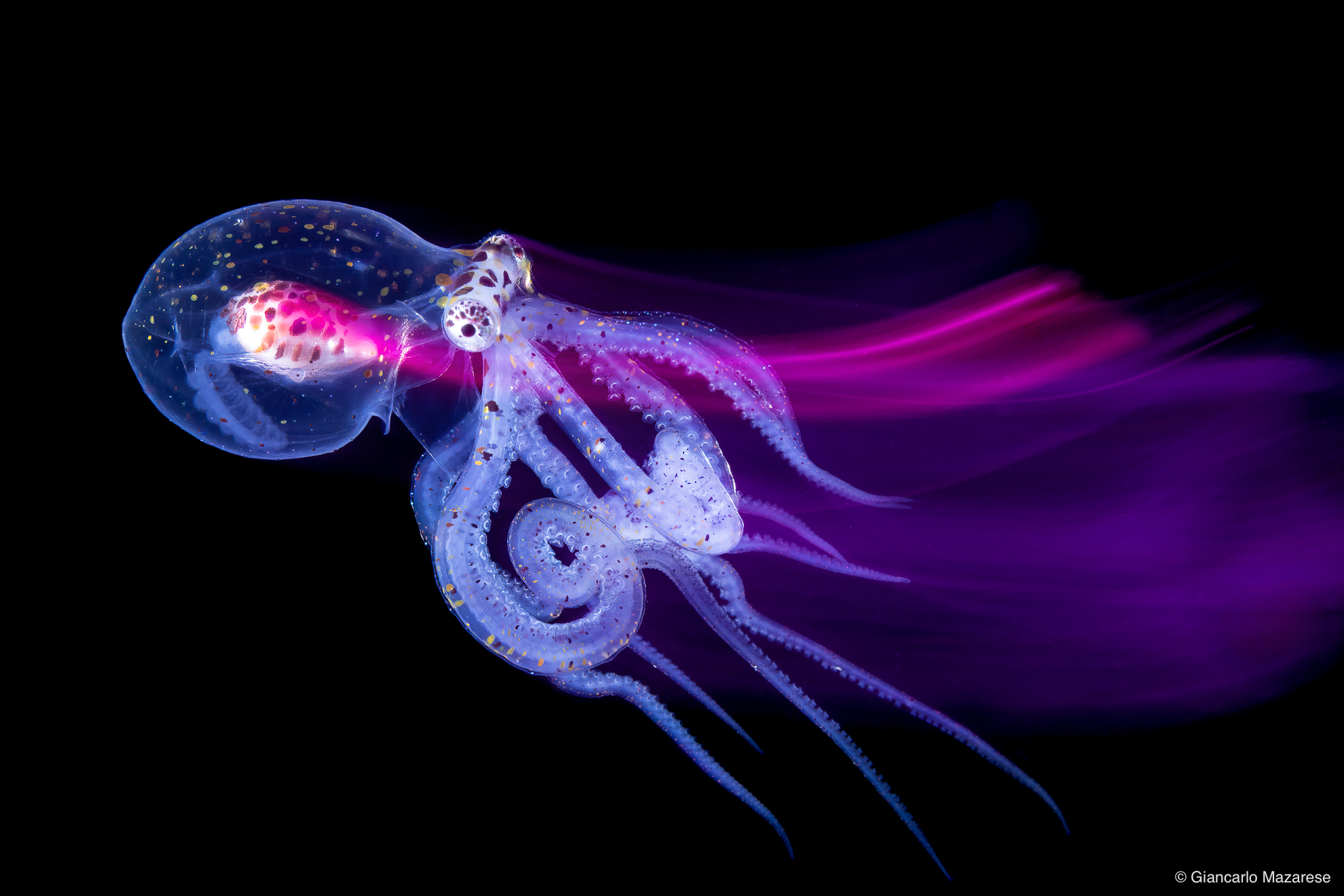 Slow Wunderpus