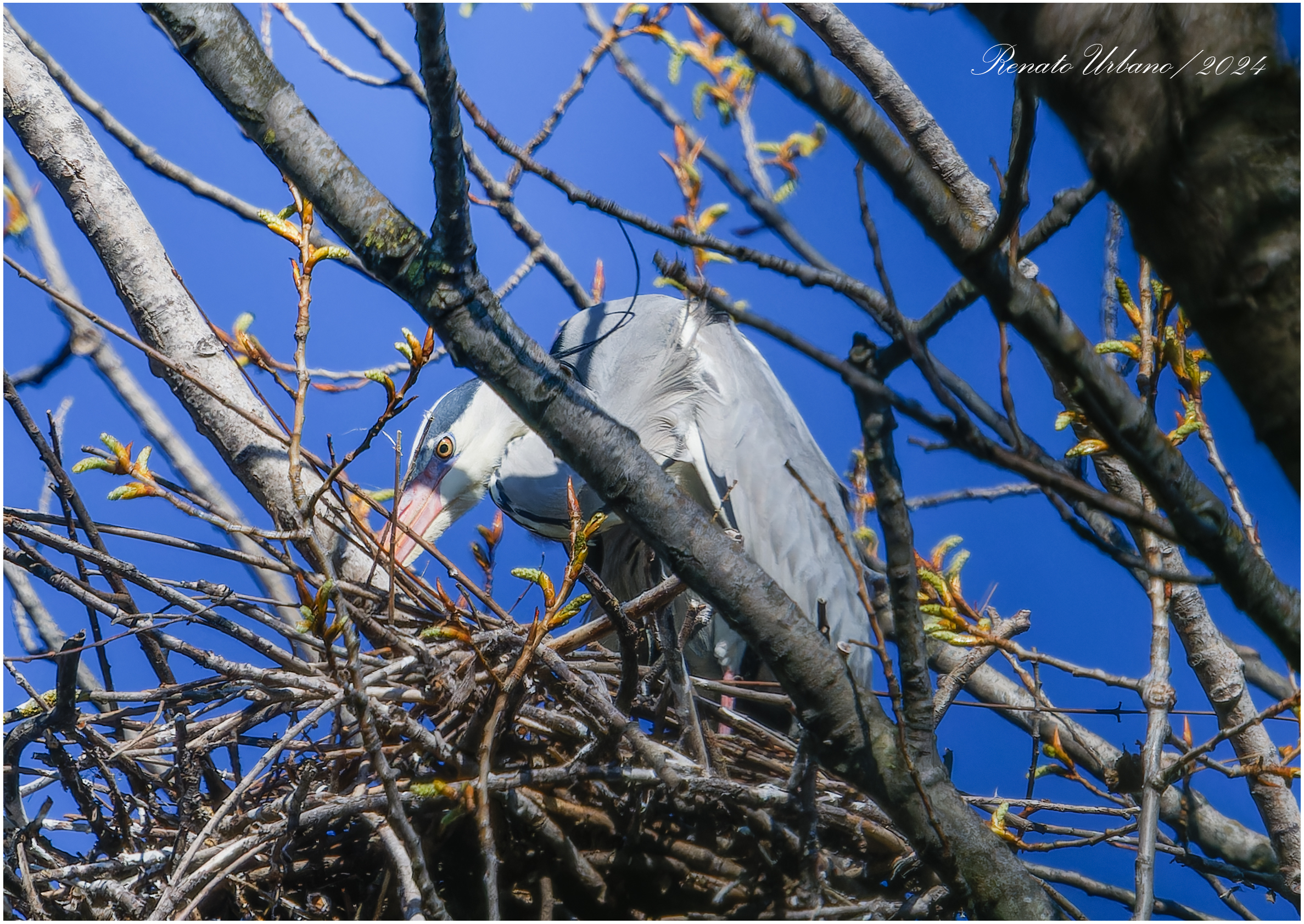 In the nest