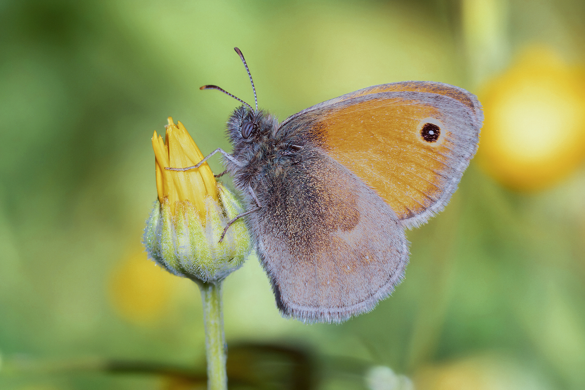 Coenonympha pamphilus