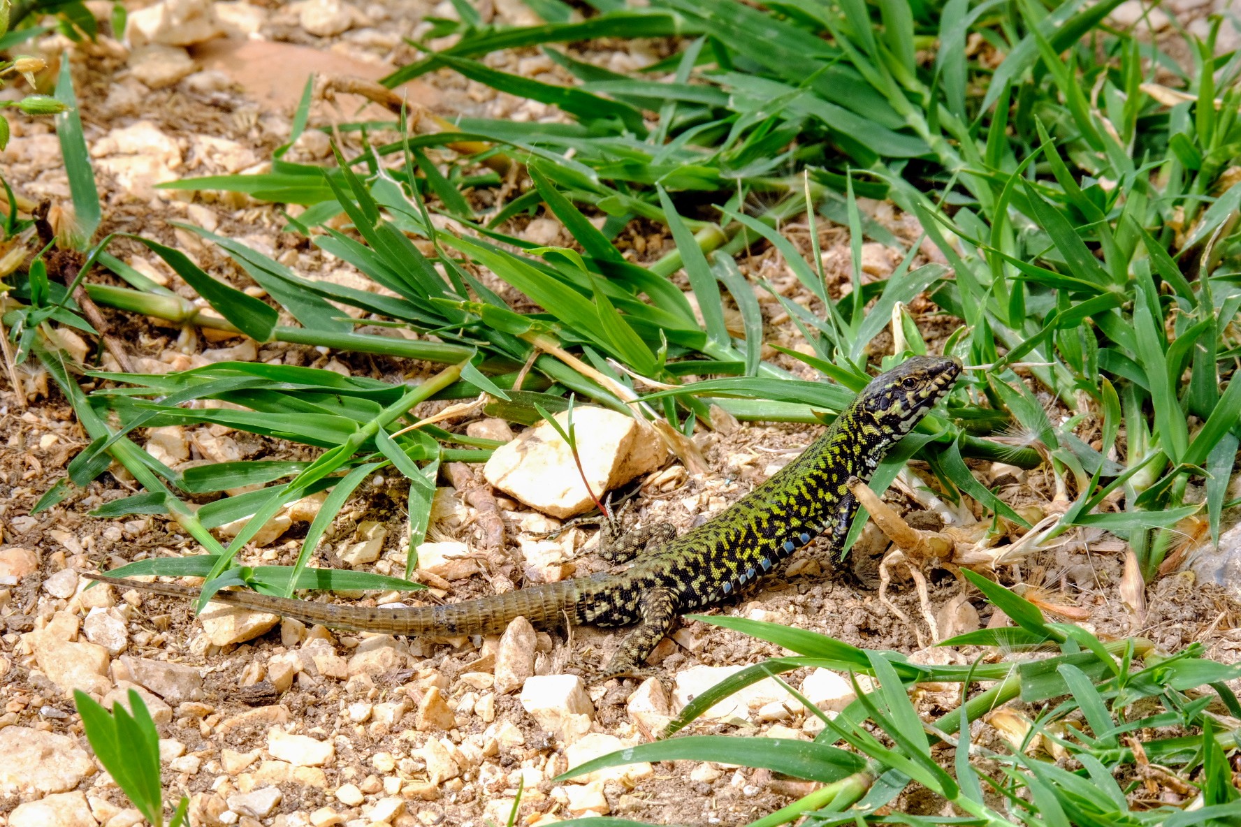 Wall Lizard