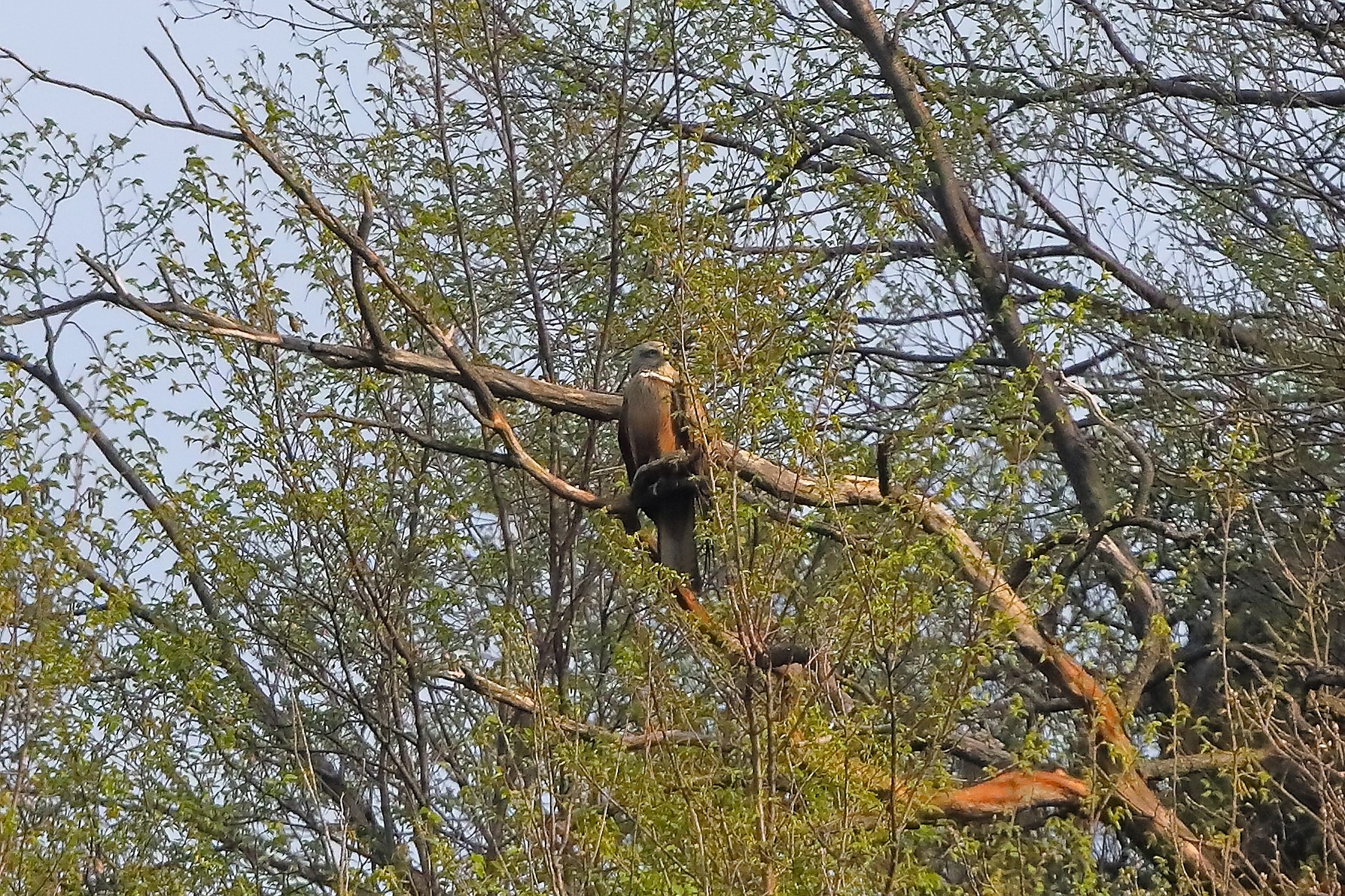 Black Kite 20 March 2024 - 0040