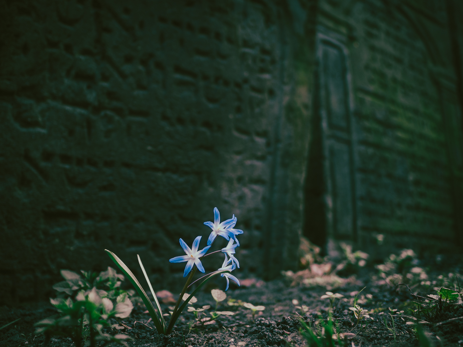 Flowers and stones