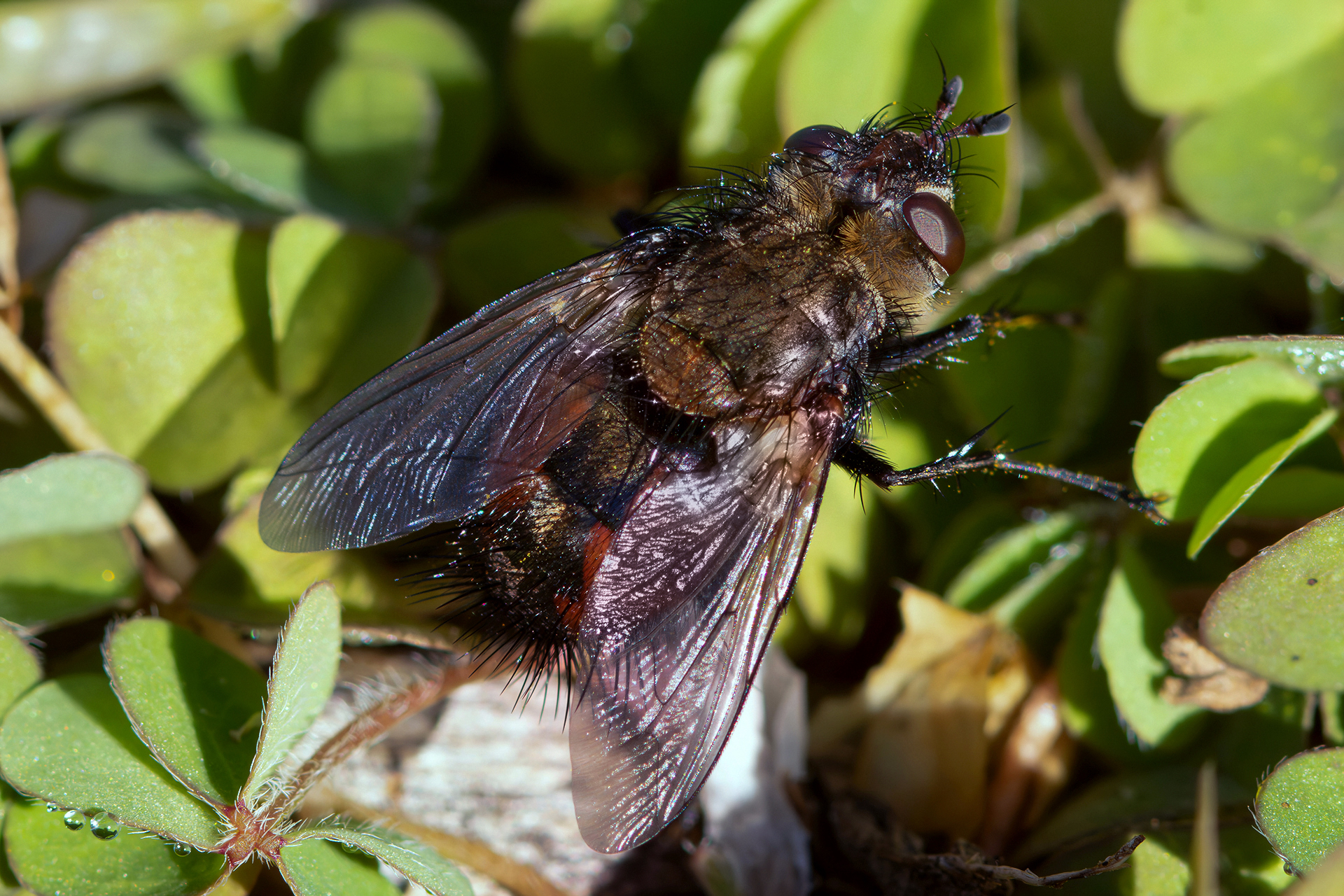 Tachinidae sp.
