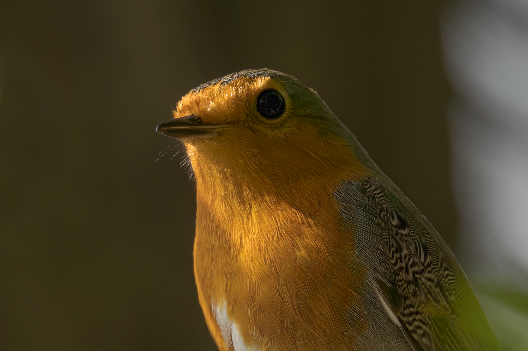 Pettirosso in strana posa