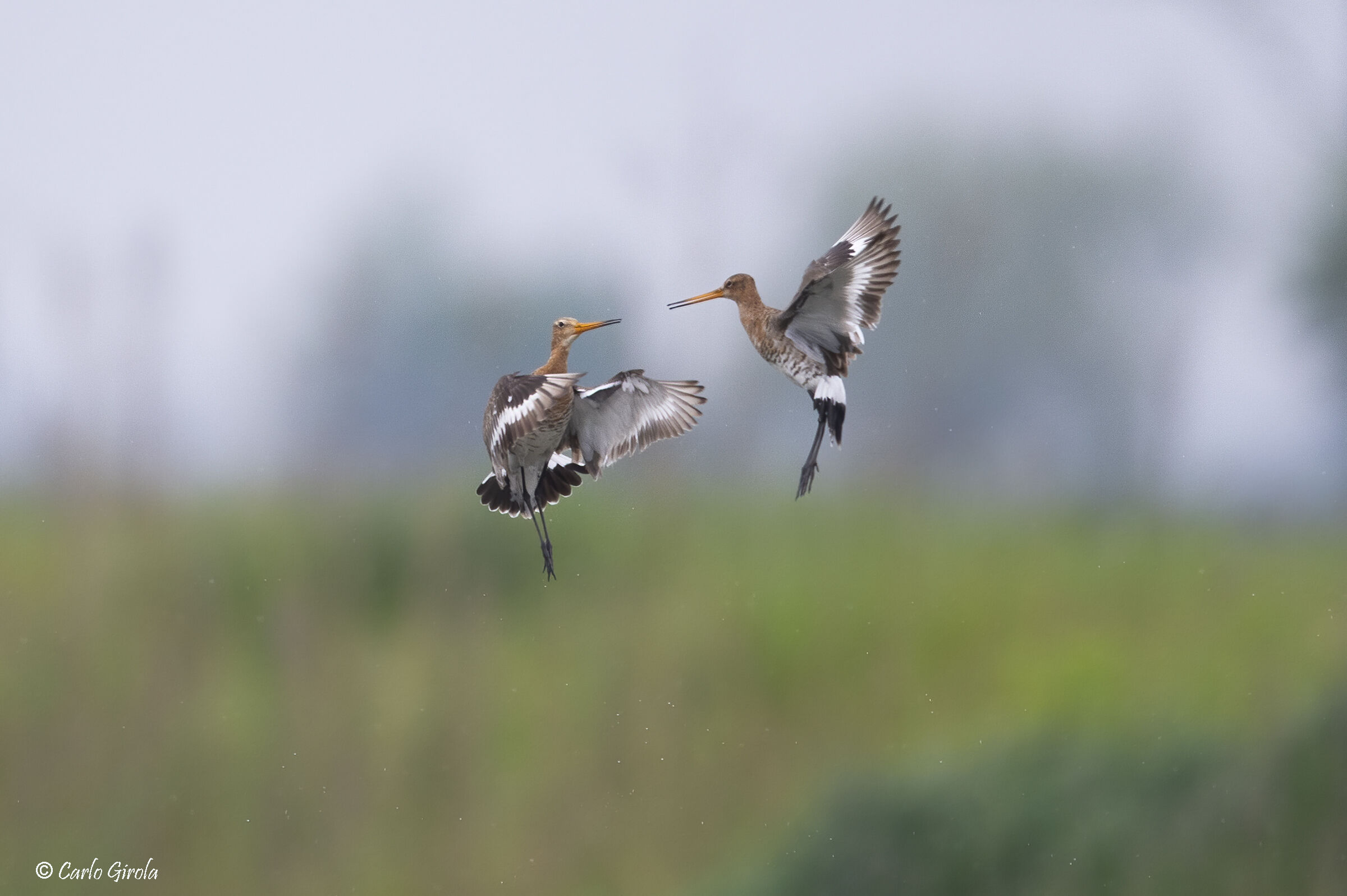 Pittima reale (Limosa limosa)
