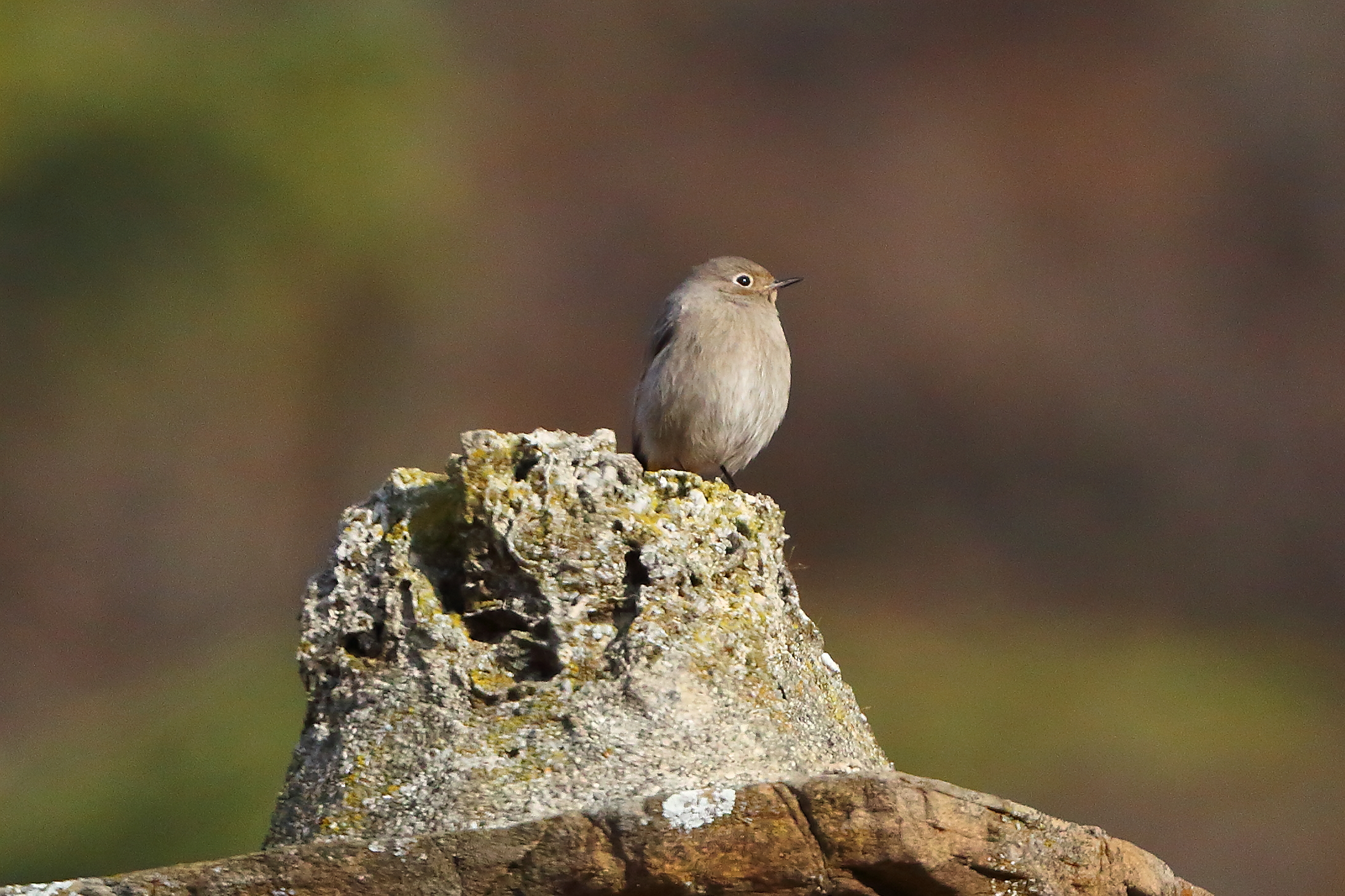 Redstart F 31 JANUARY 2024 - 6571