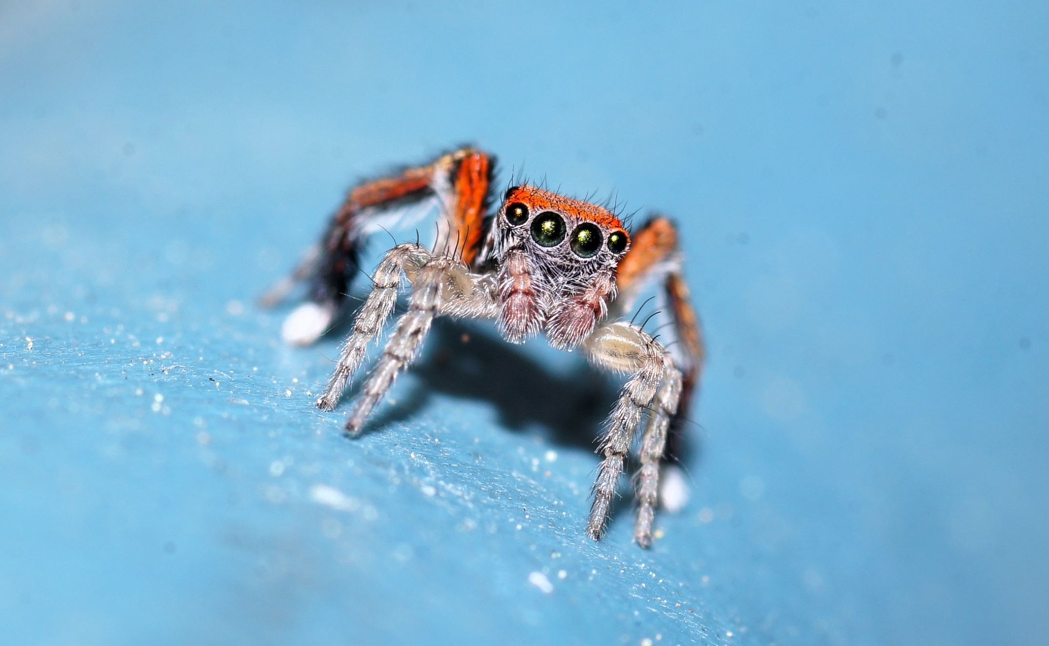 Ragno Salticidae
