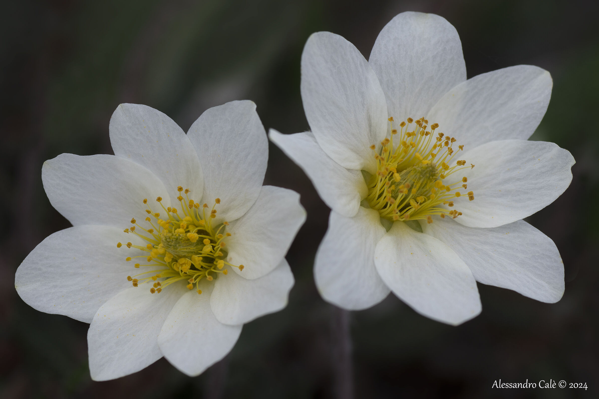 Dryas octopetala (Alpine camedrin) 7100