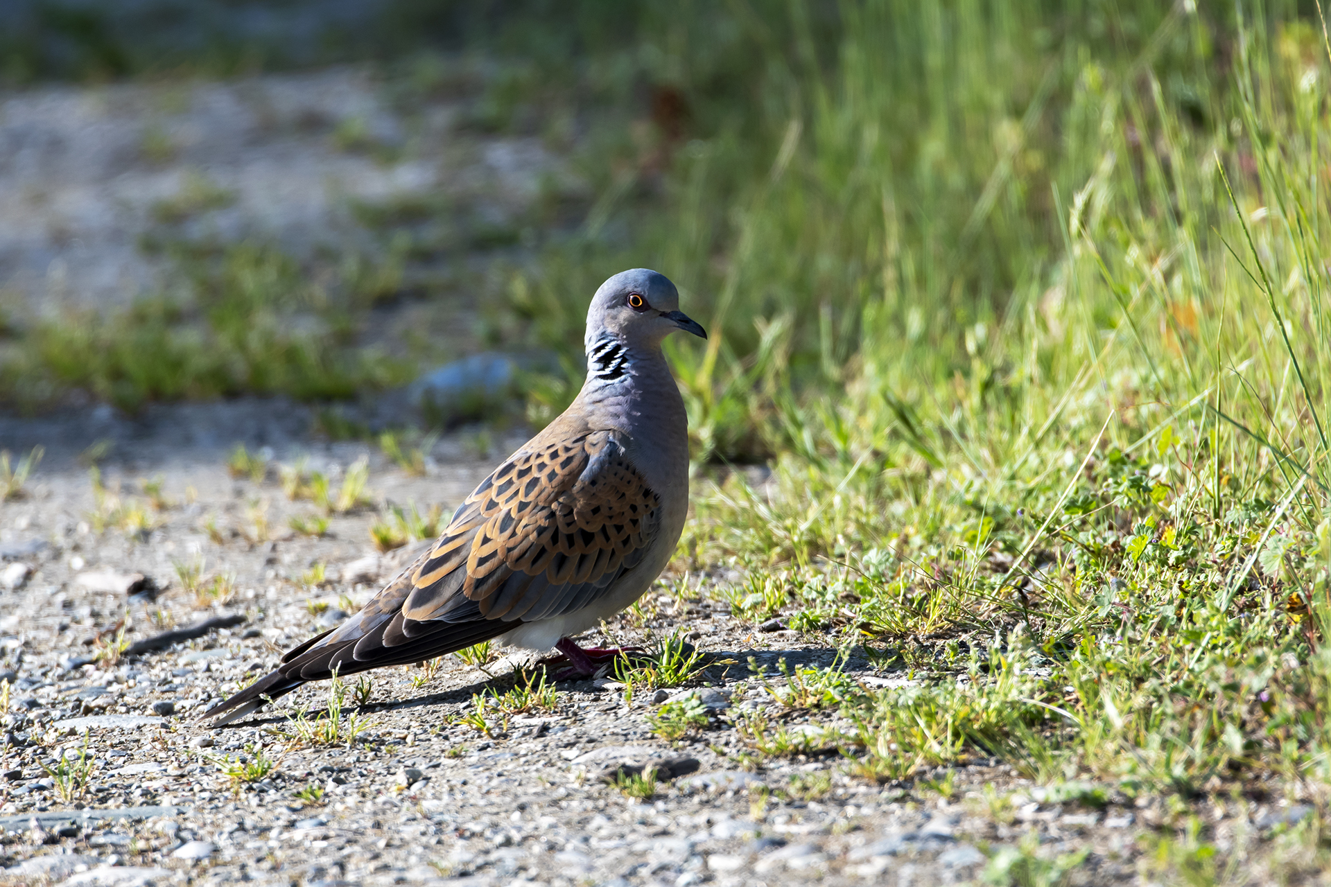 Wild turtledove
