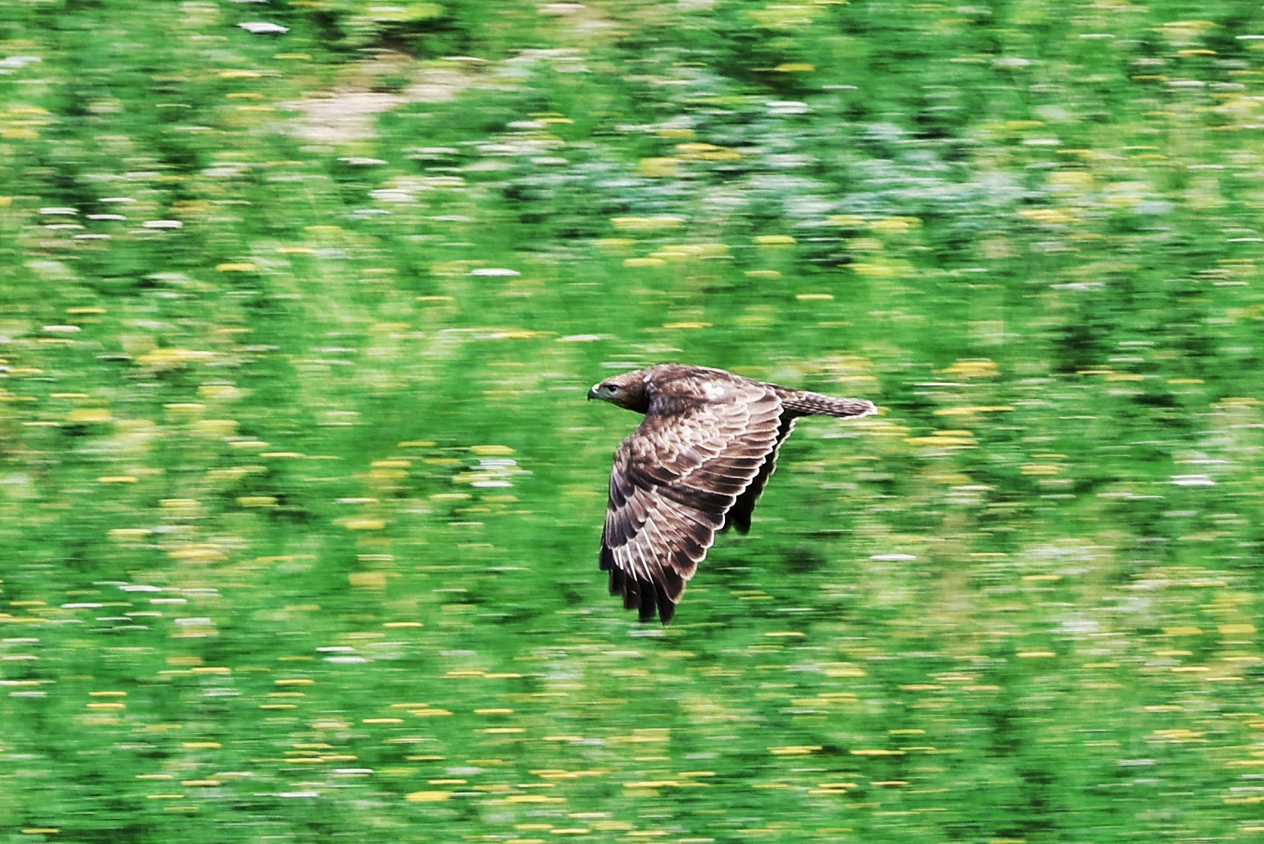 Buteo buteo _ panning