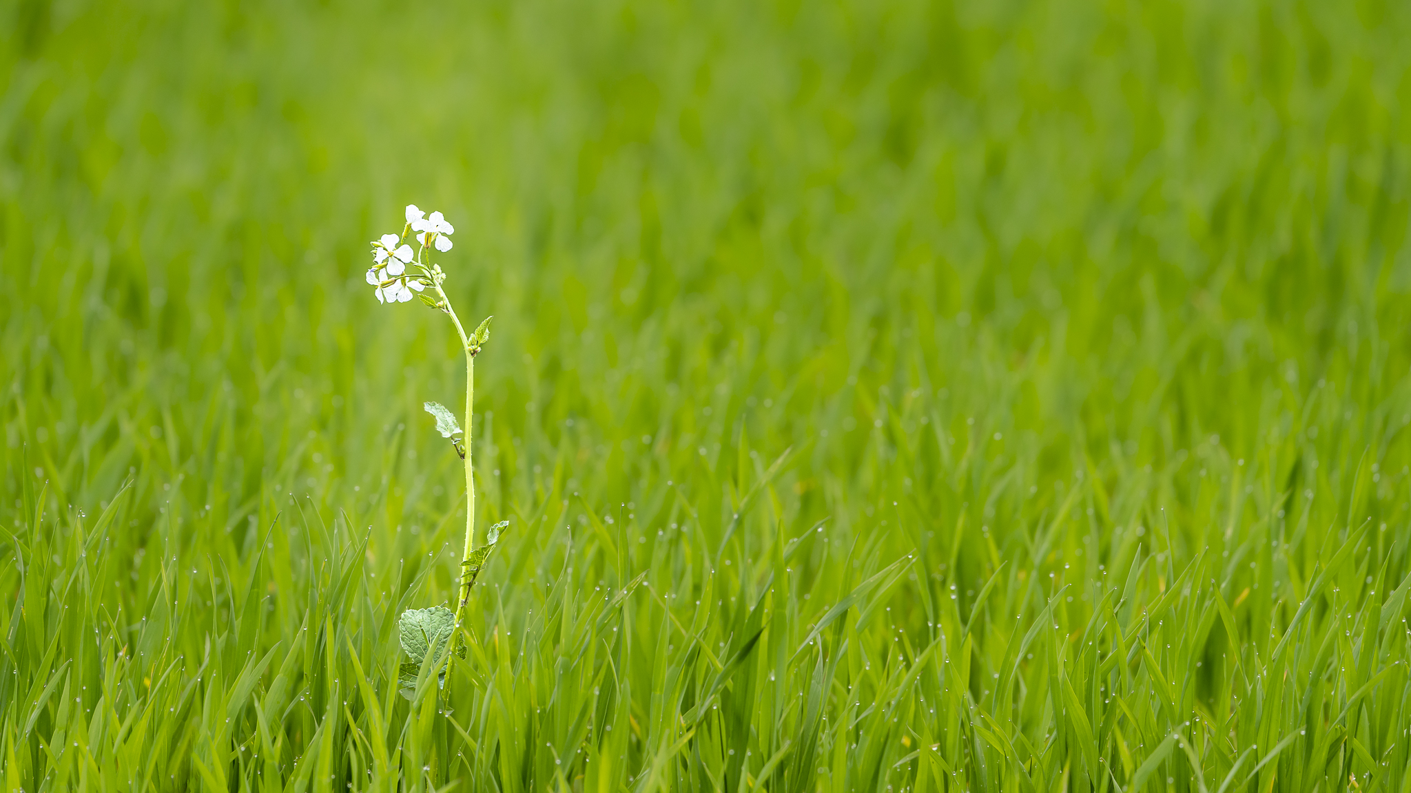 Fiori nel campo