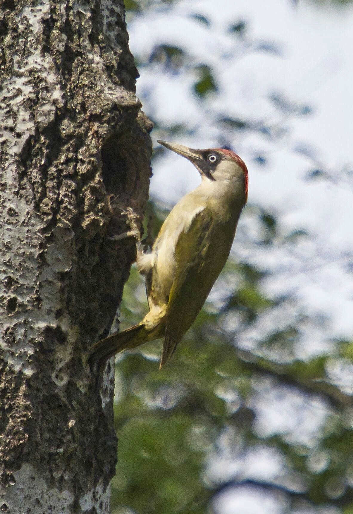 Green woodpecker