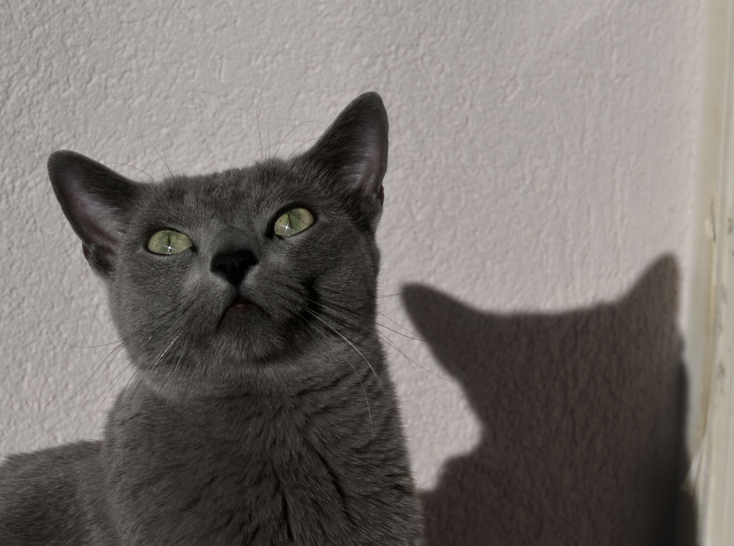 Tweety, Russian Blue Cat