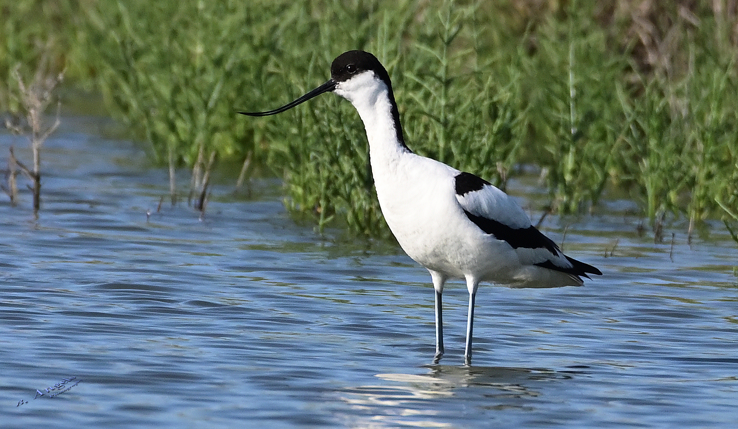 " Avocetta "