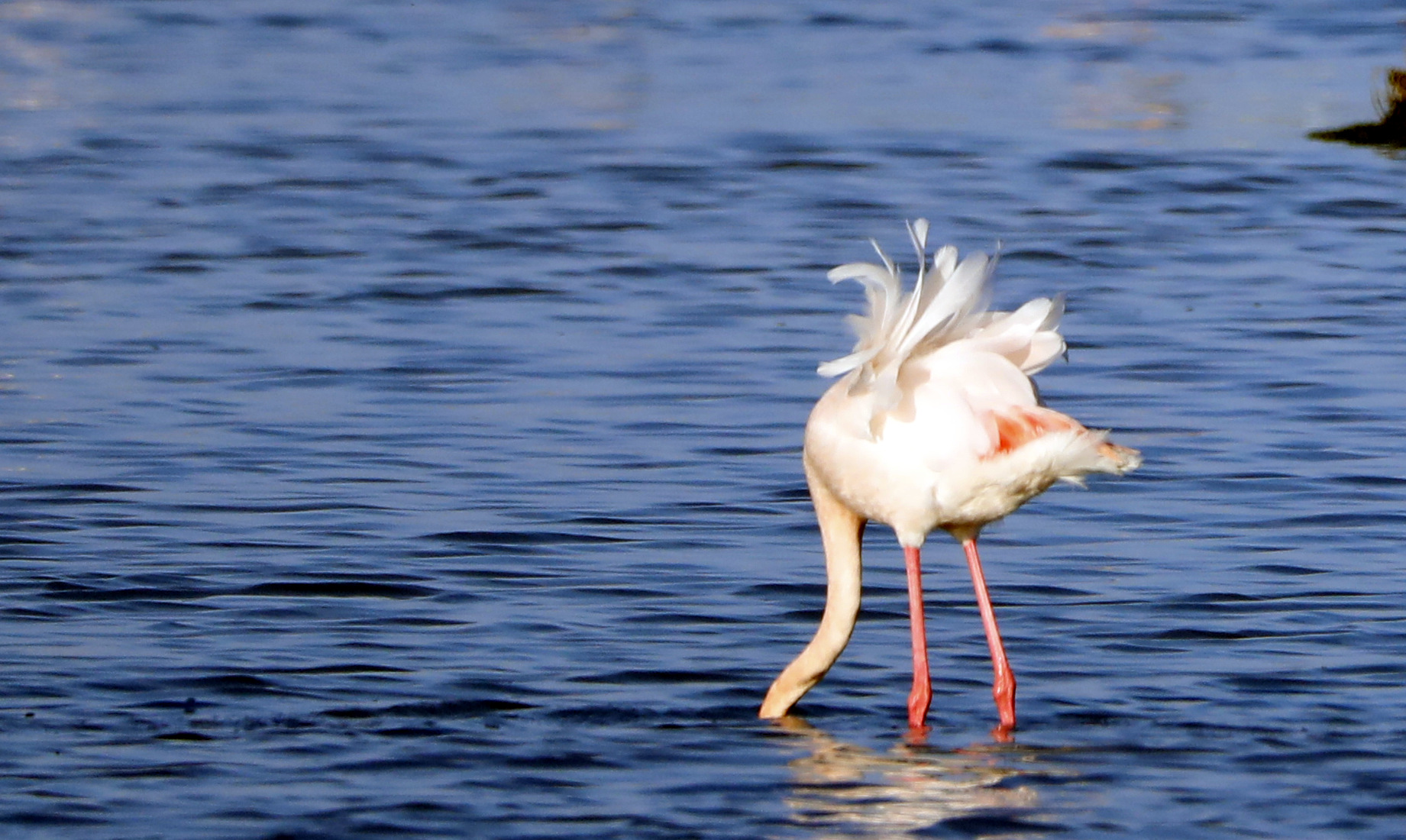 ohddio....mi si è scompigliato il tutù