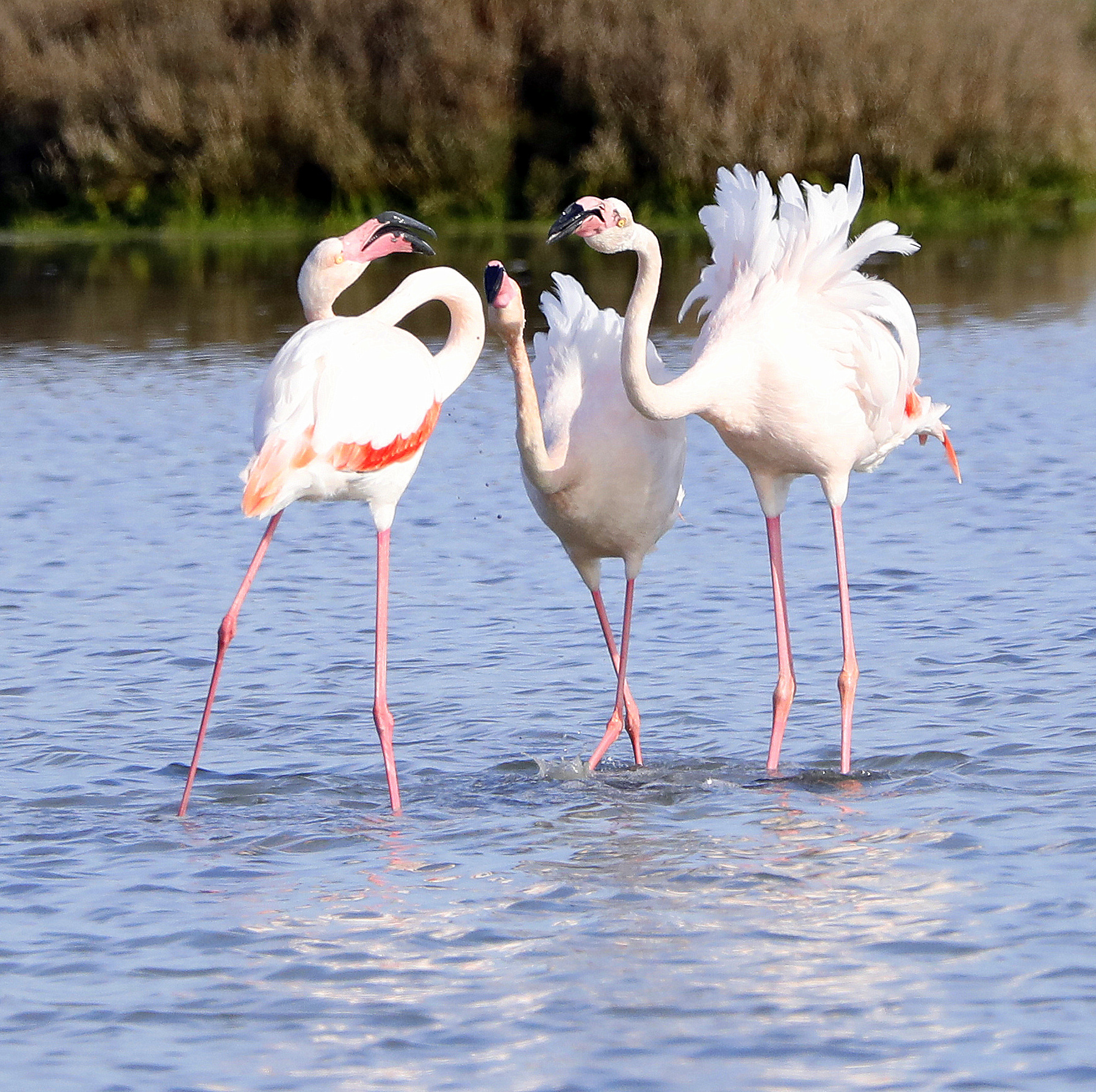 fenicotteri ballerini
