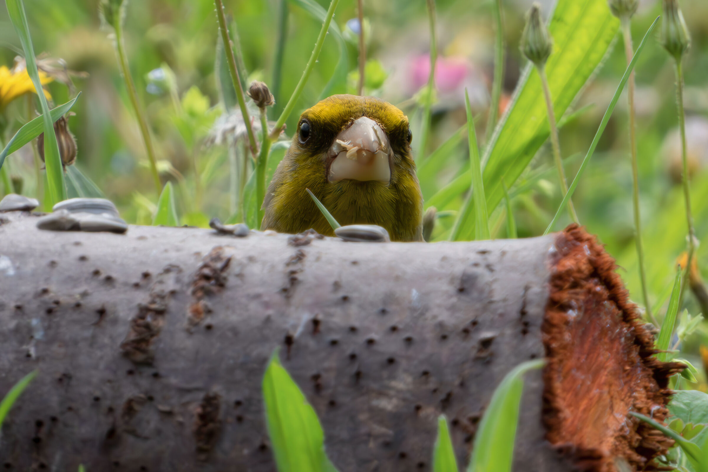 Who goes there, friend or foe?