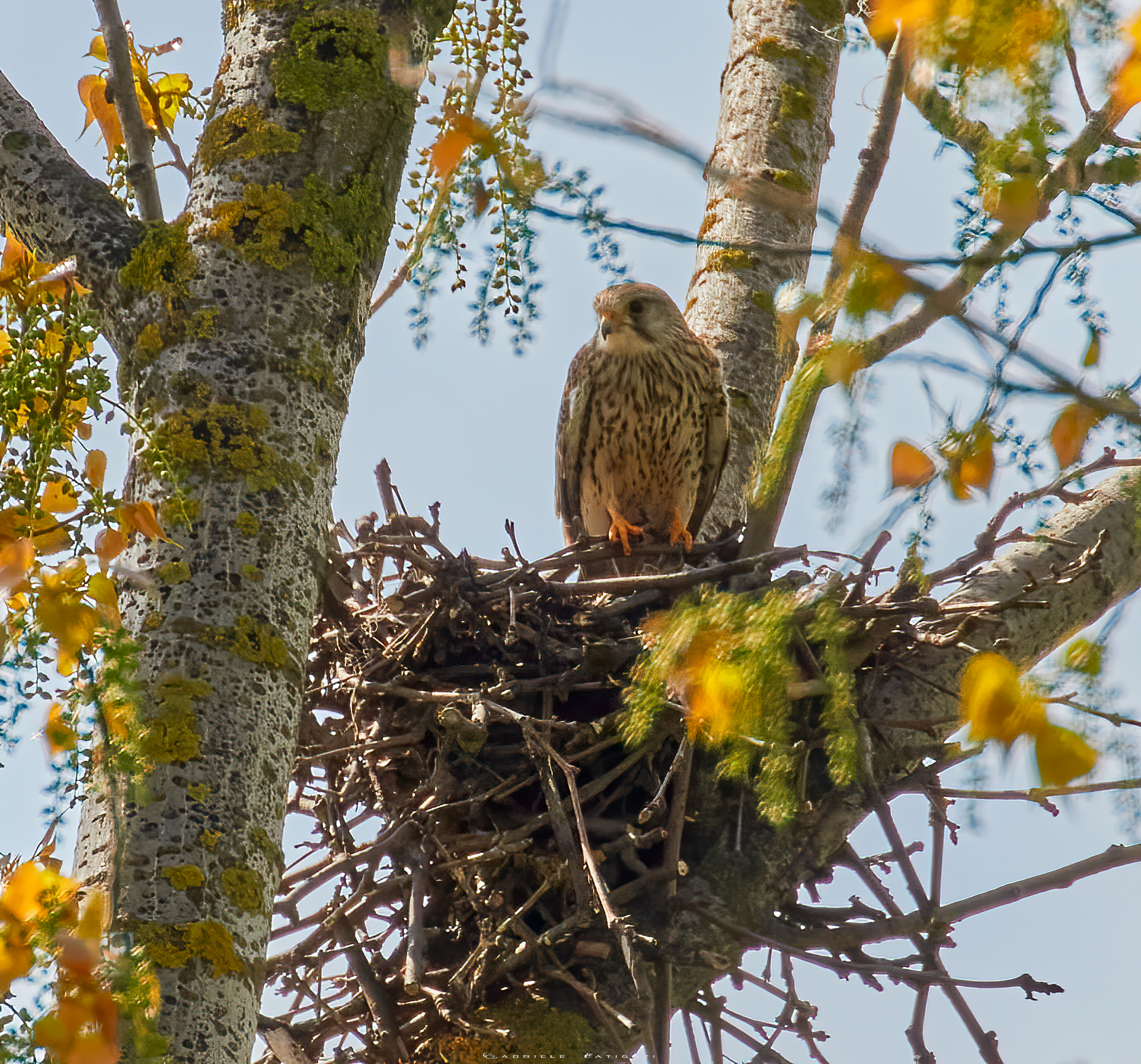 Nidificazione del gheppio