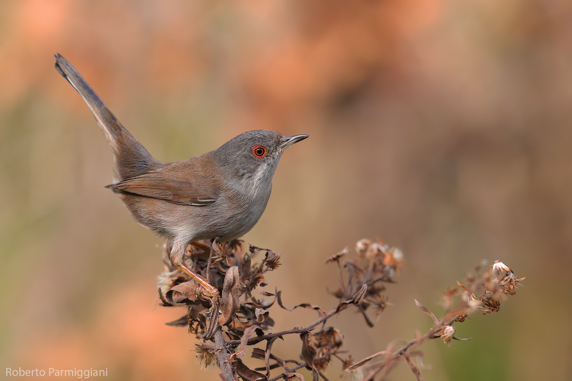 Sardinian warbler