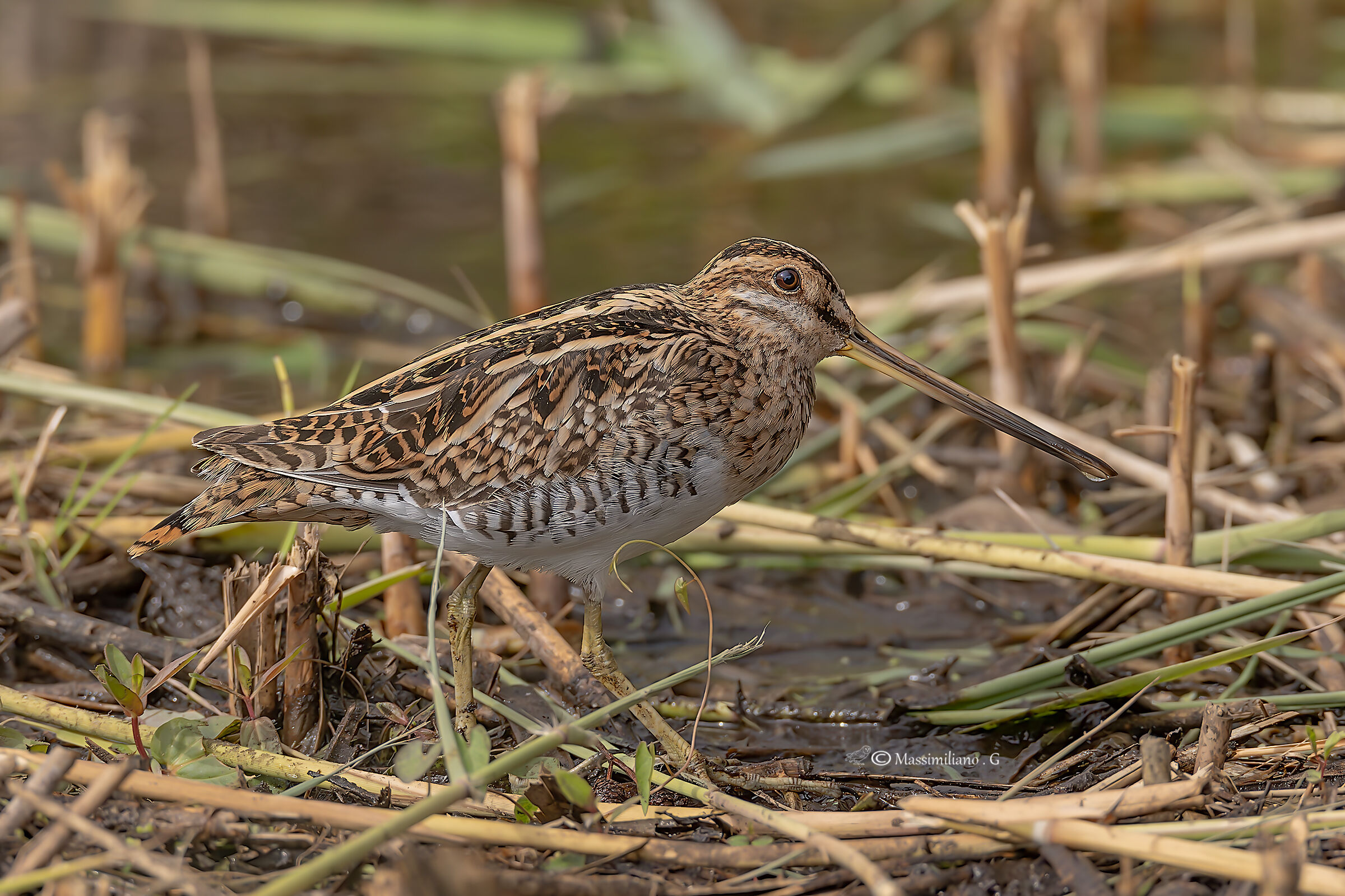 Snipe