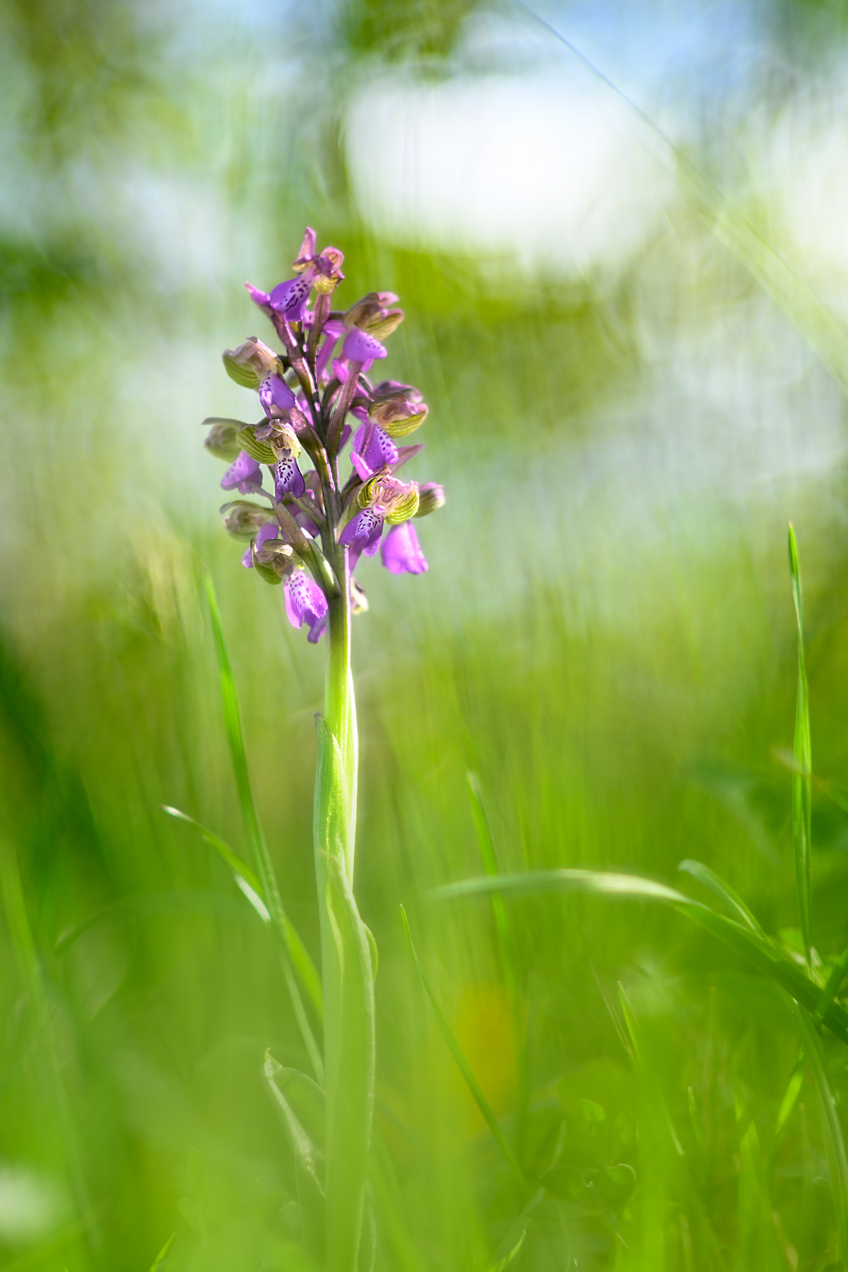 Anacamptis morio