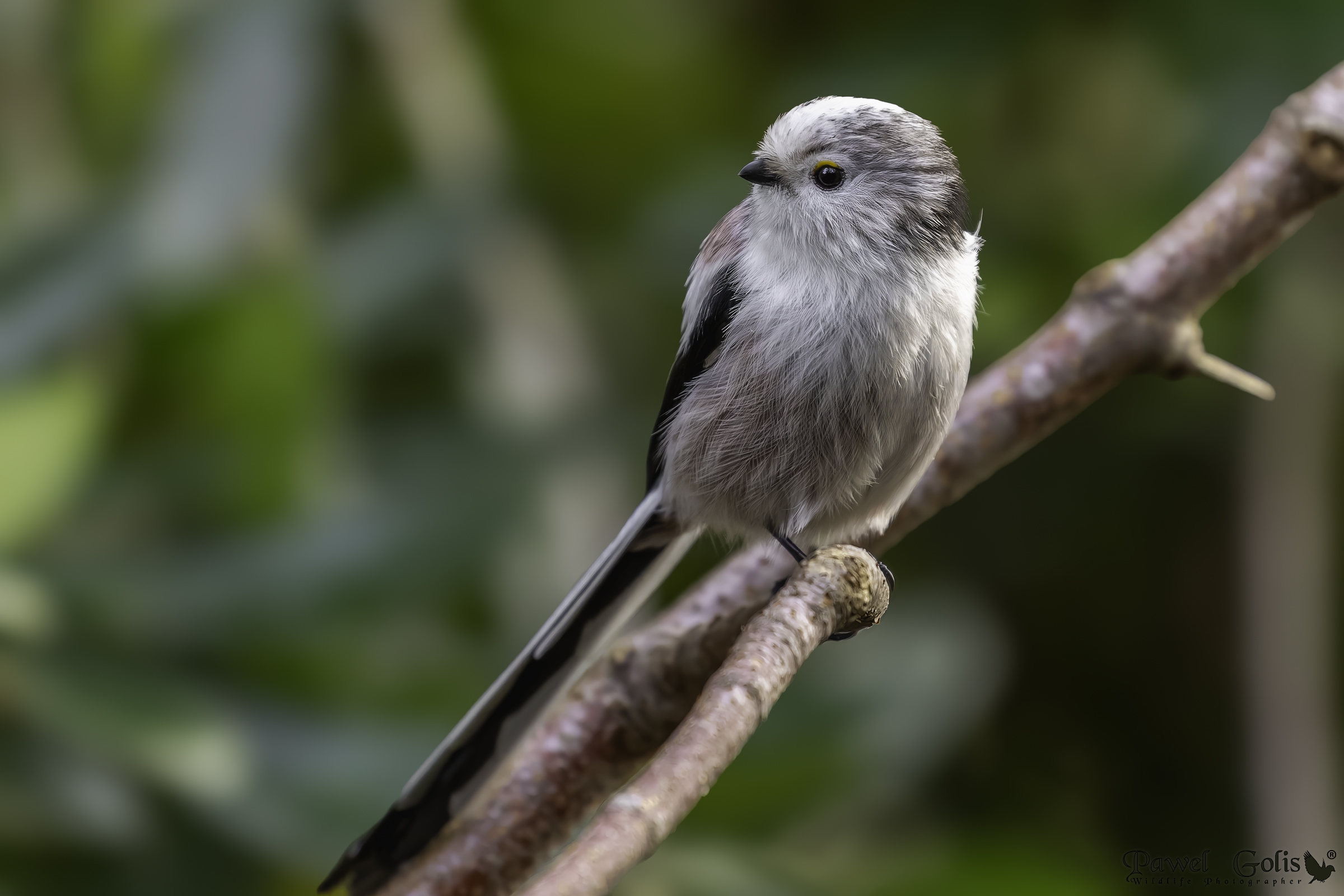 Cinciarella dalla coda lunga (Aegithalos caudatus)