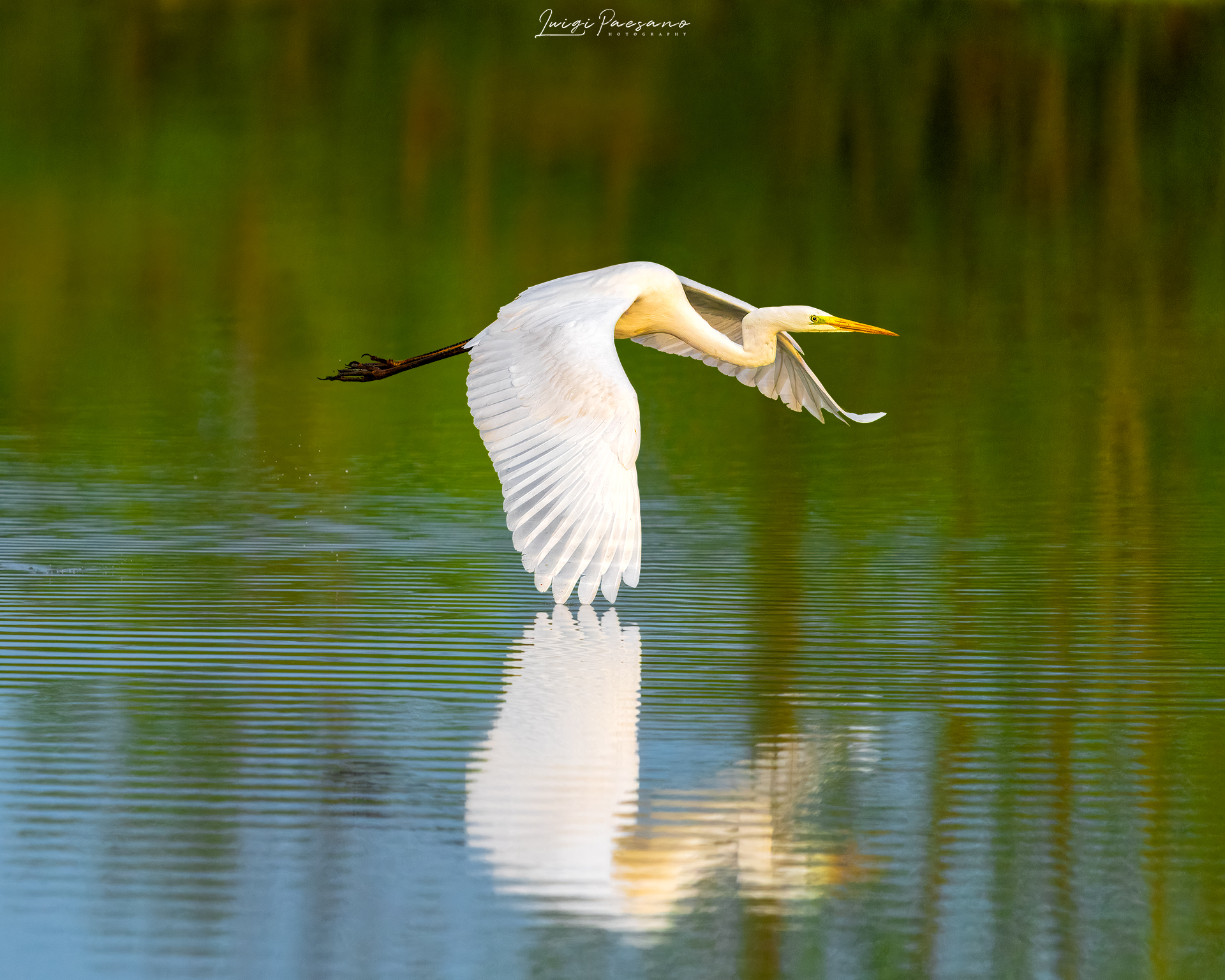 White Heron
