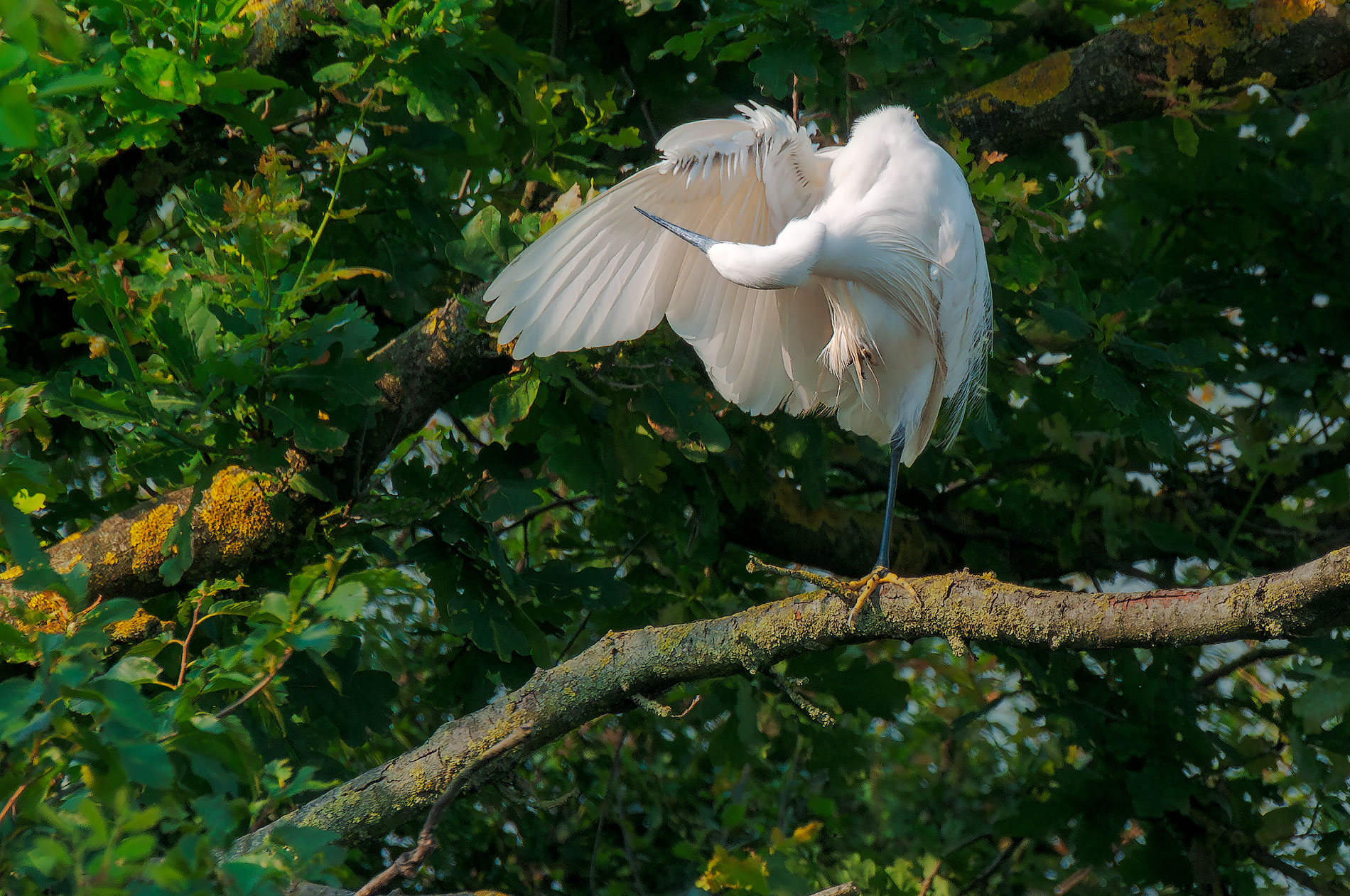 Dove sei finita...pulce maledetta!