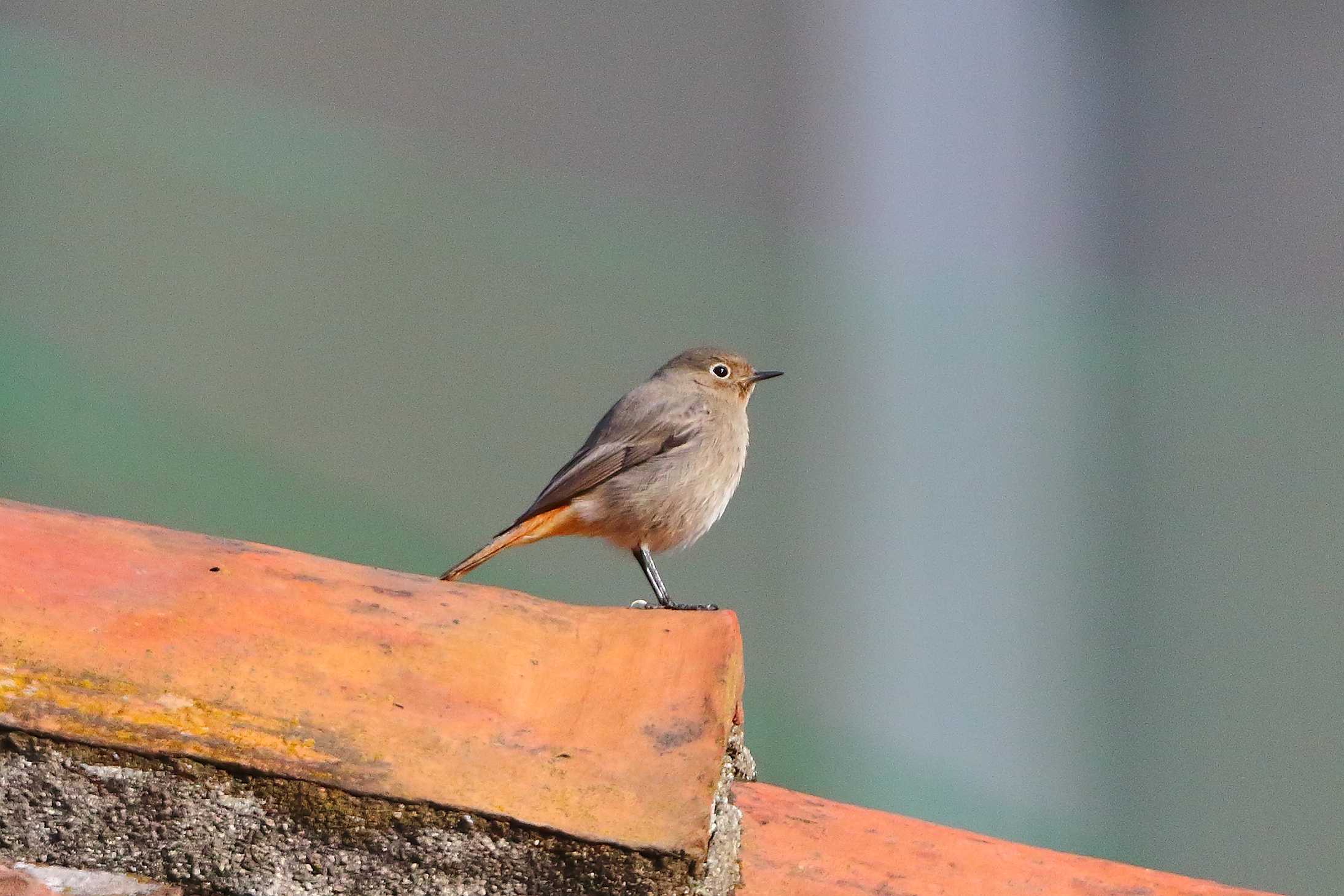 Redstart F 31 January 2024 - 6577
