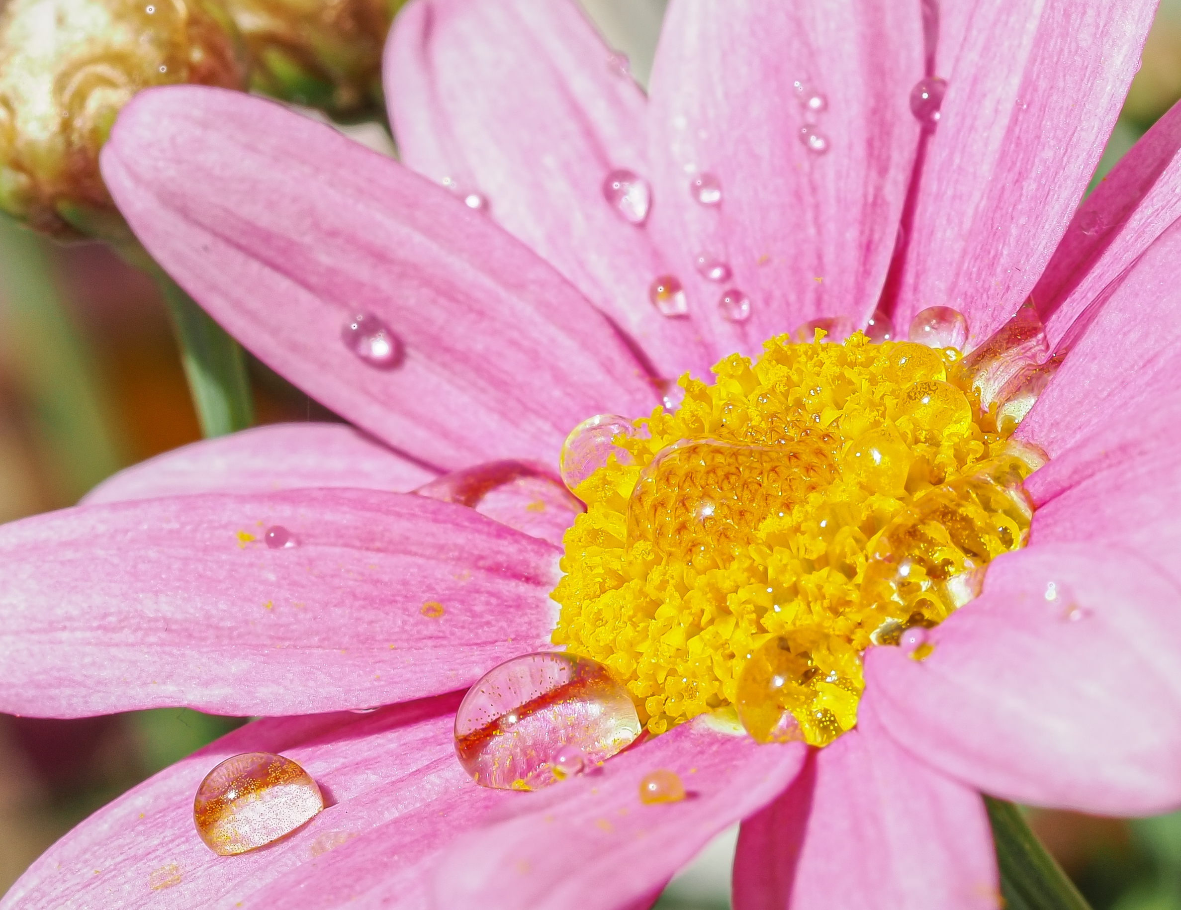 The flowers in my garden