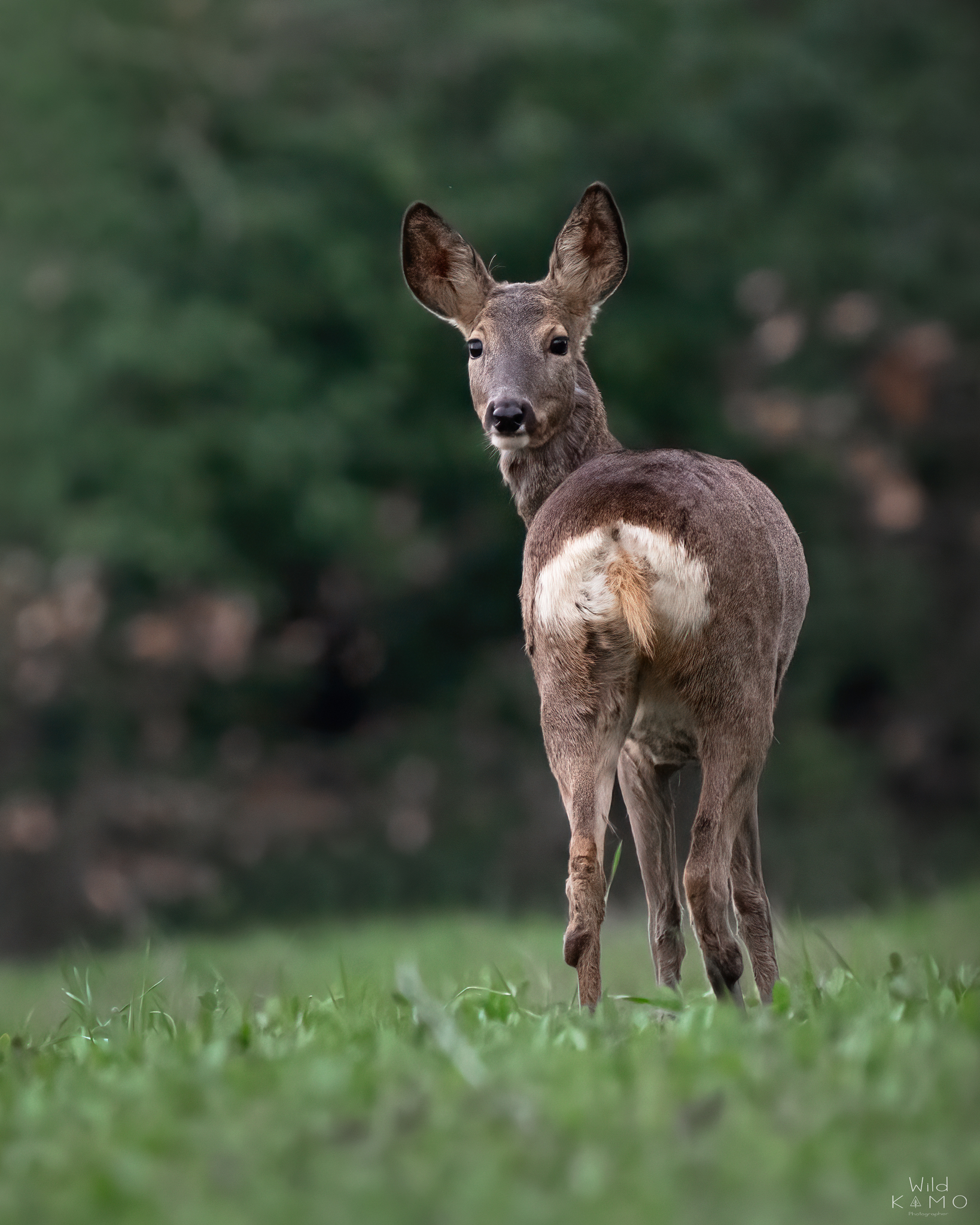 Female Roe Deer
