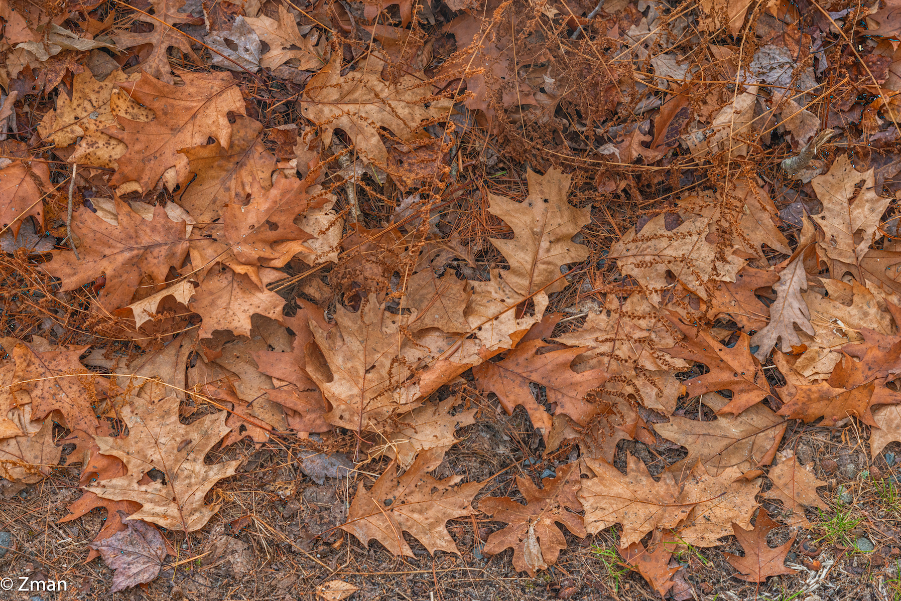 Forestburg Esplorato