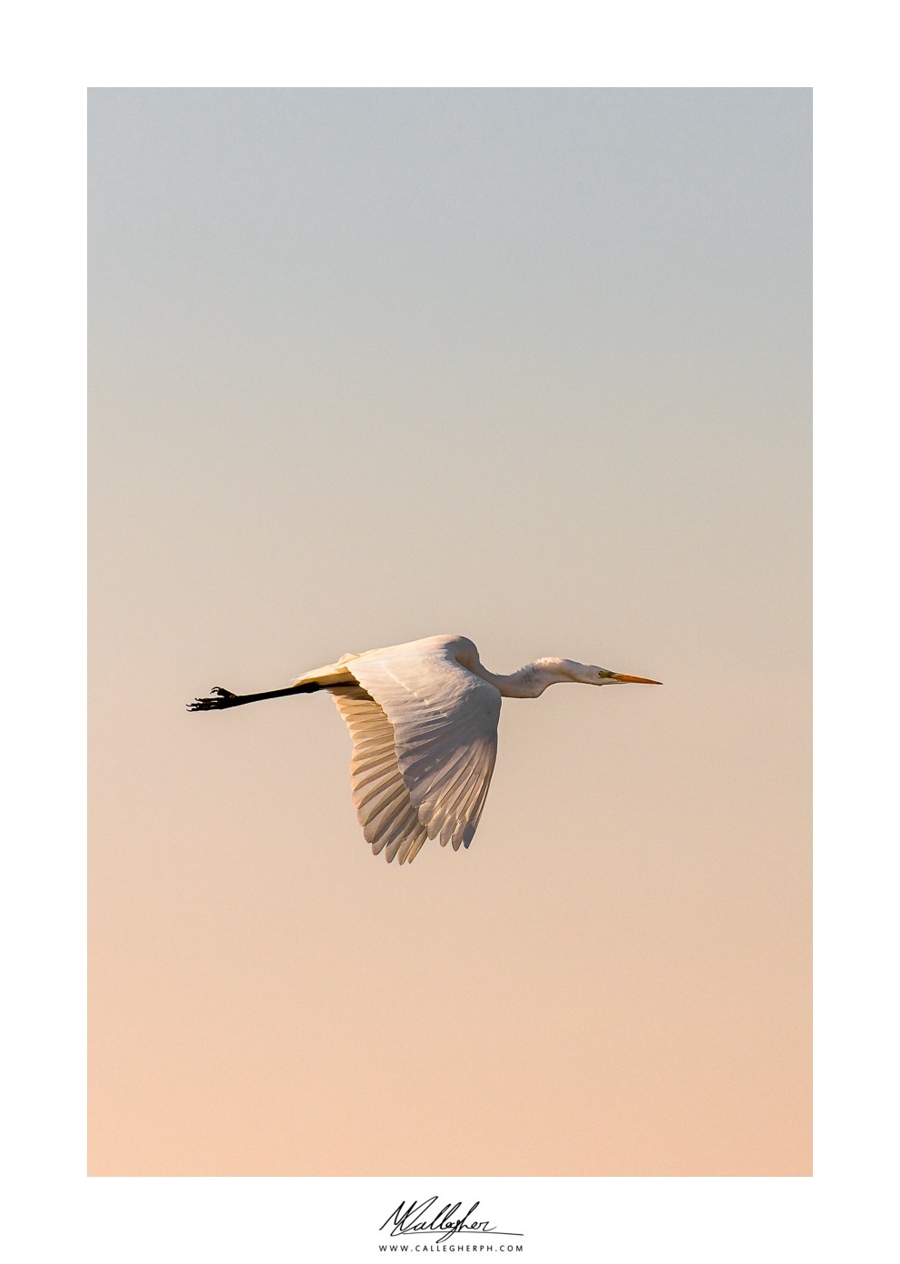 Heron