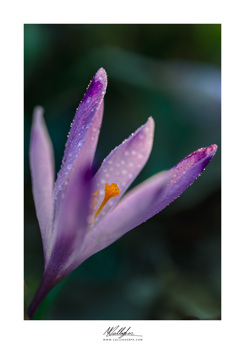 Crocus