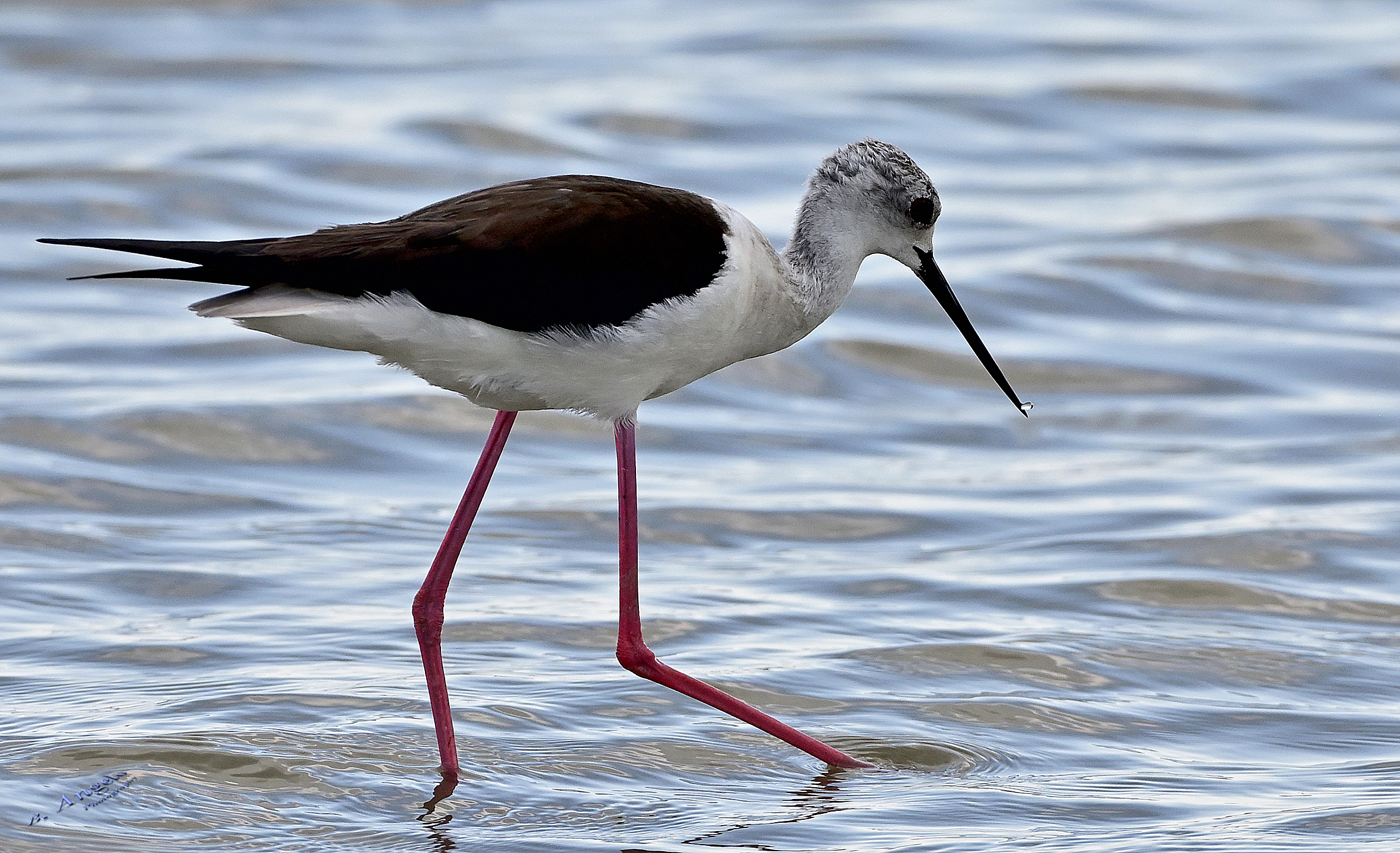 " Cavaliere d'Italia "