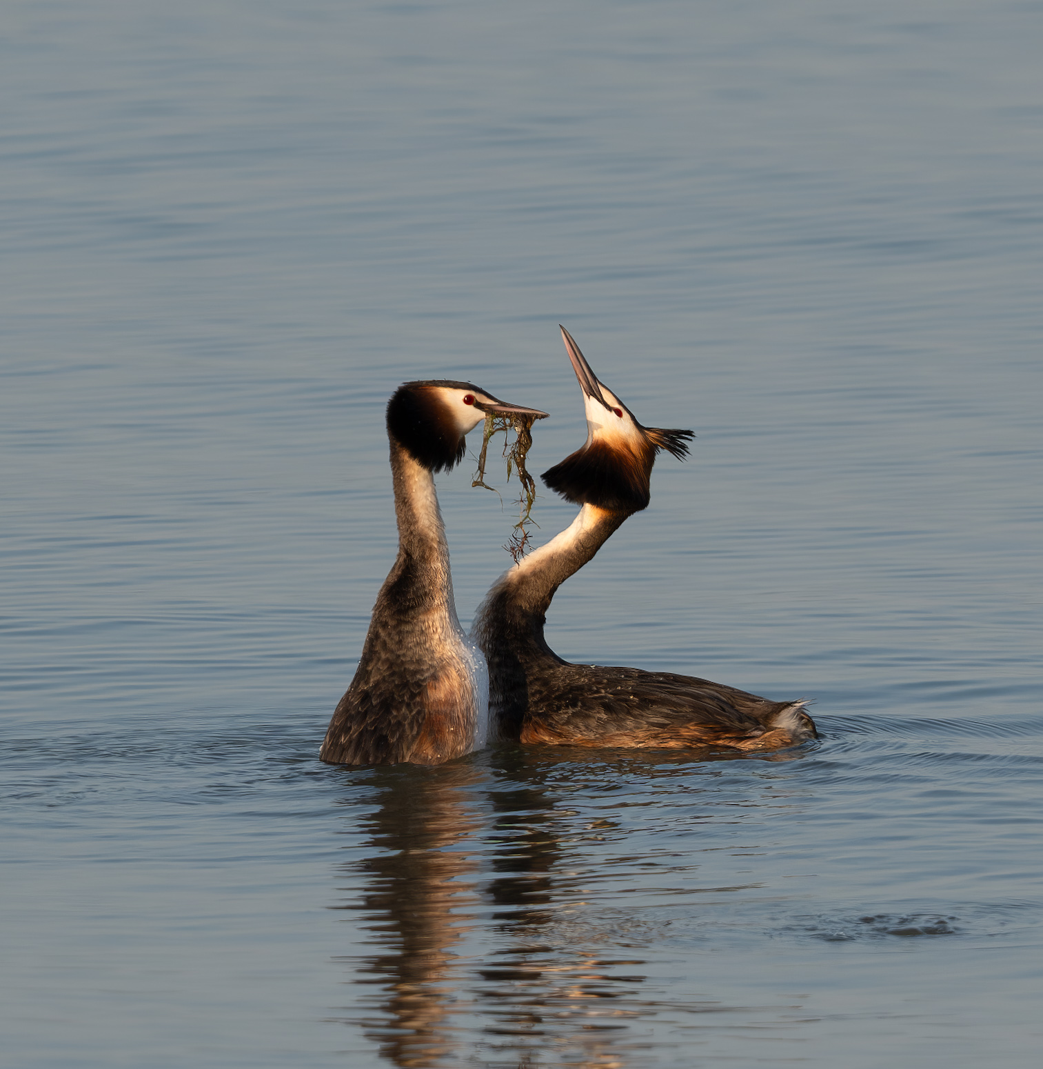 Grebe courtship