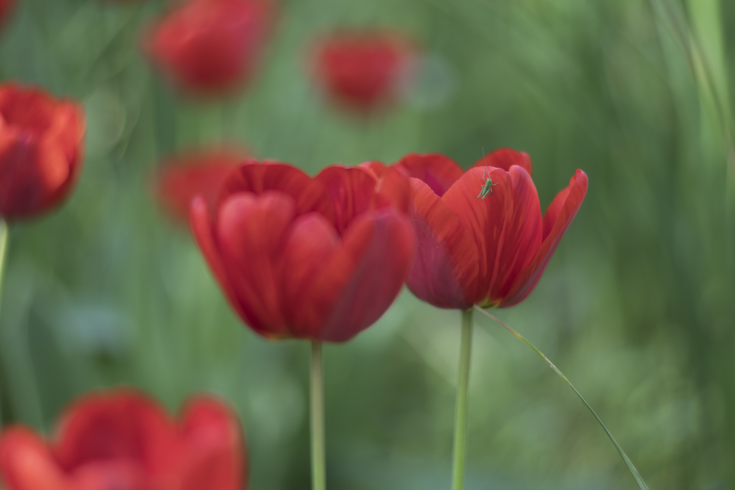 Tulip with Guest 1