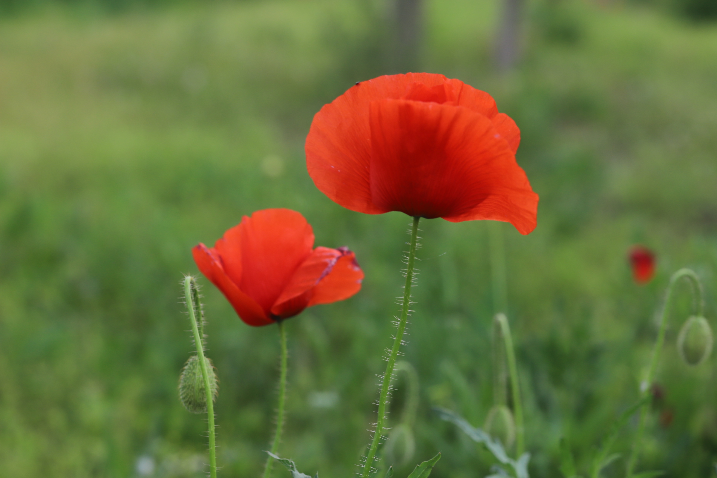 Poppies