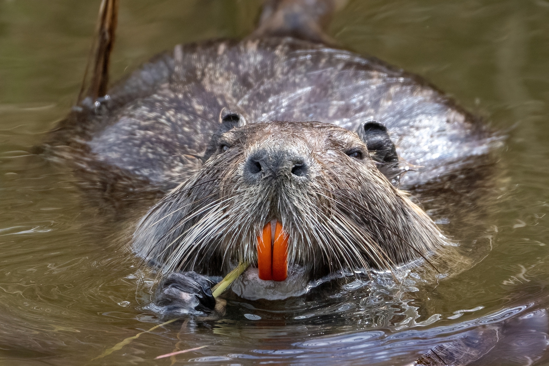 Incredible incisors - Nutria (Myocastor coypus)