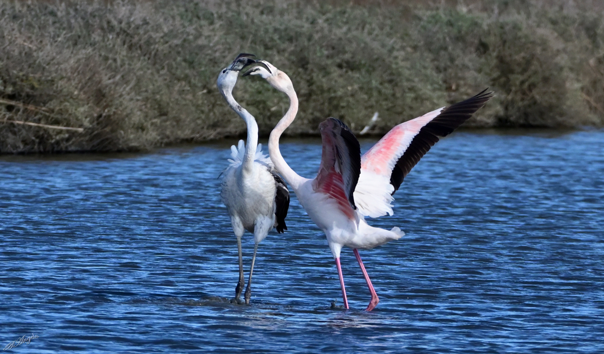 " Fenicotteri rosa "