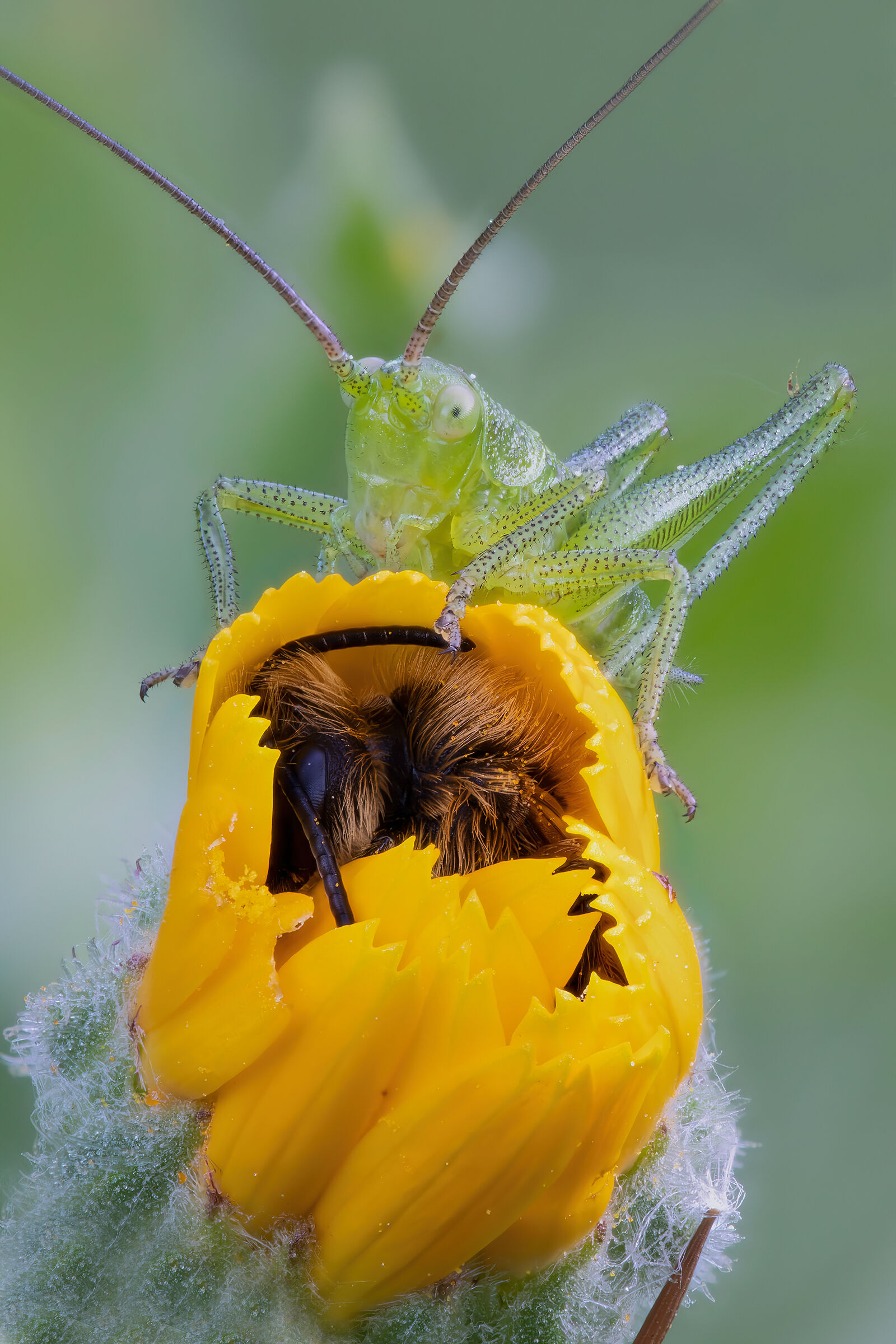 Maia the bee sleeps and Flip stands guard