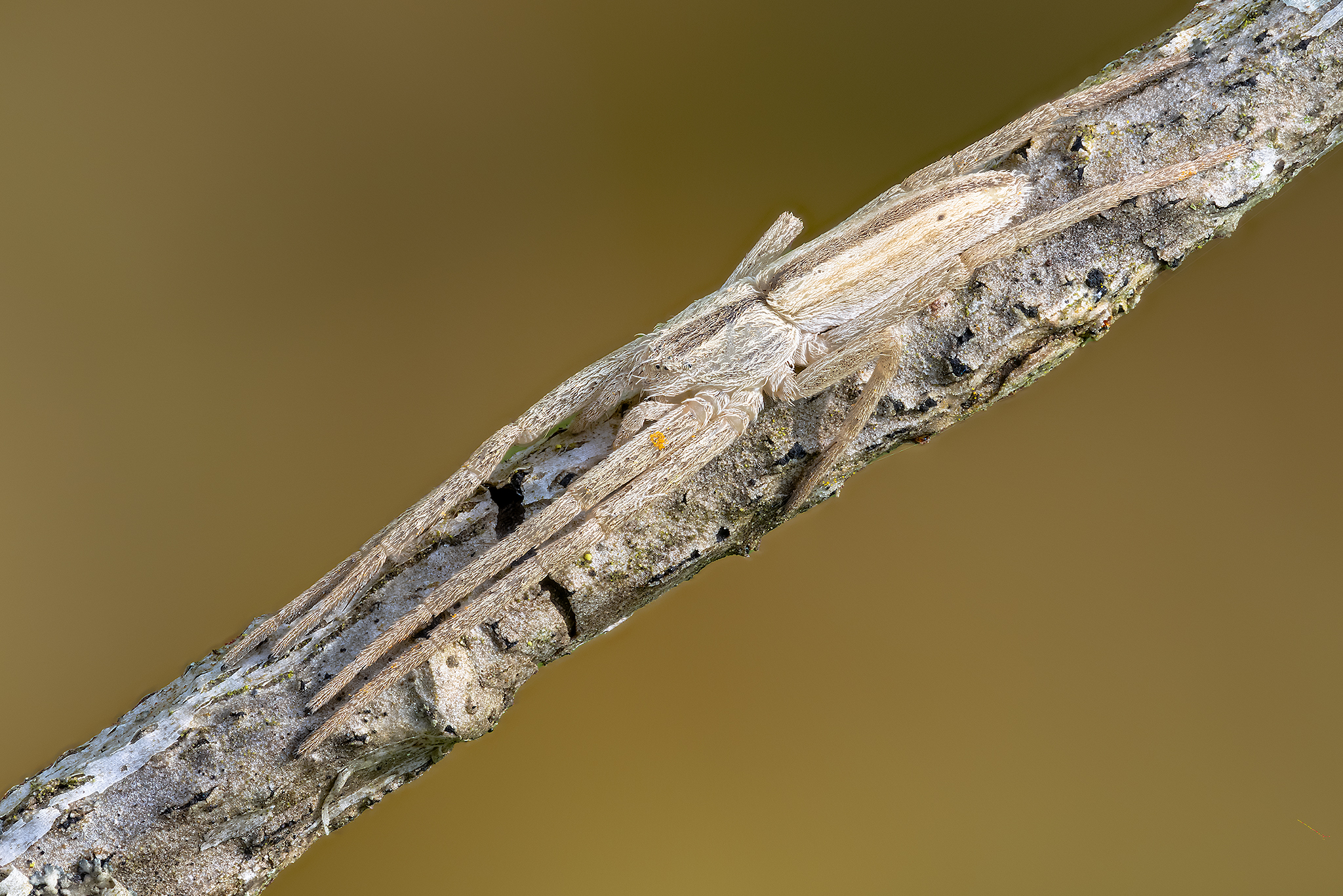 Tibellus sp. camouflaged on a branch