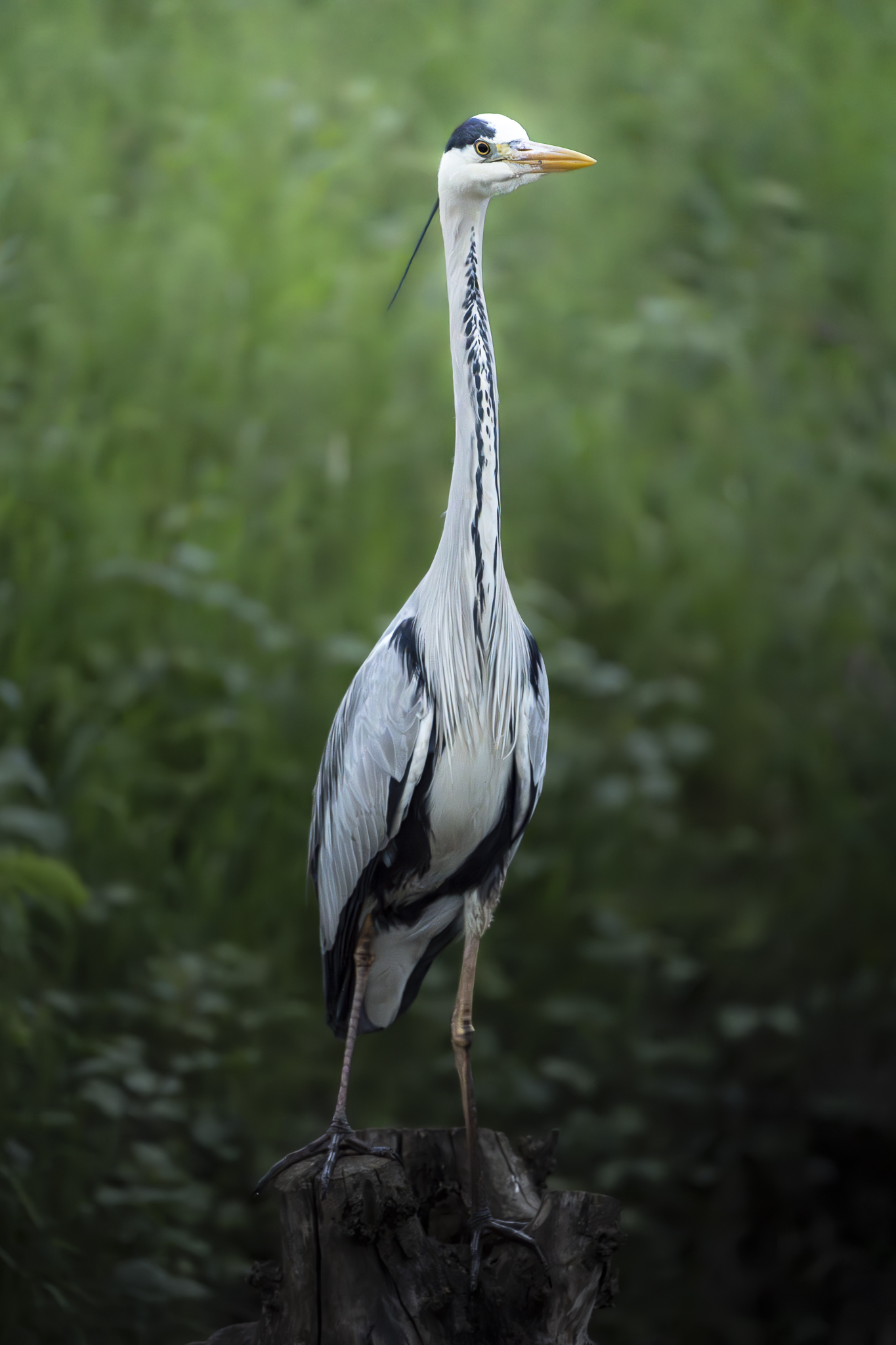 Grey heron