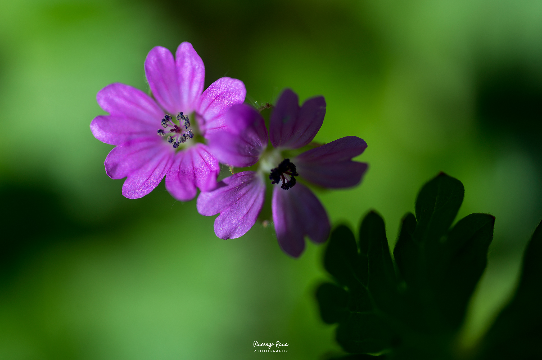 Geranium Pyrenaicum