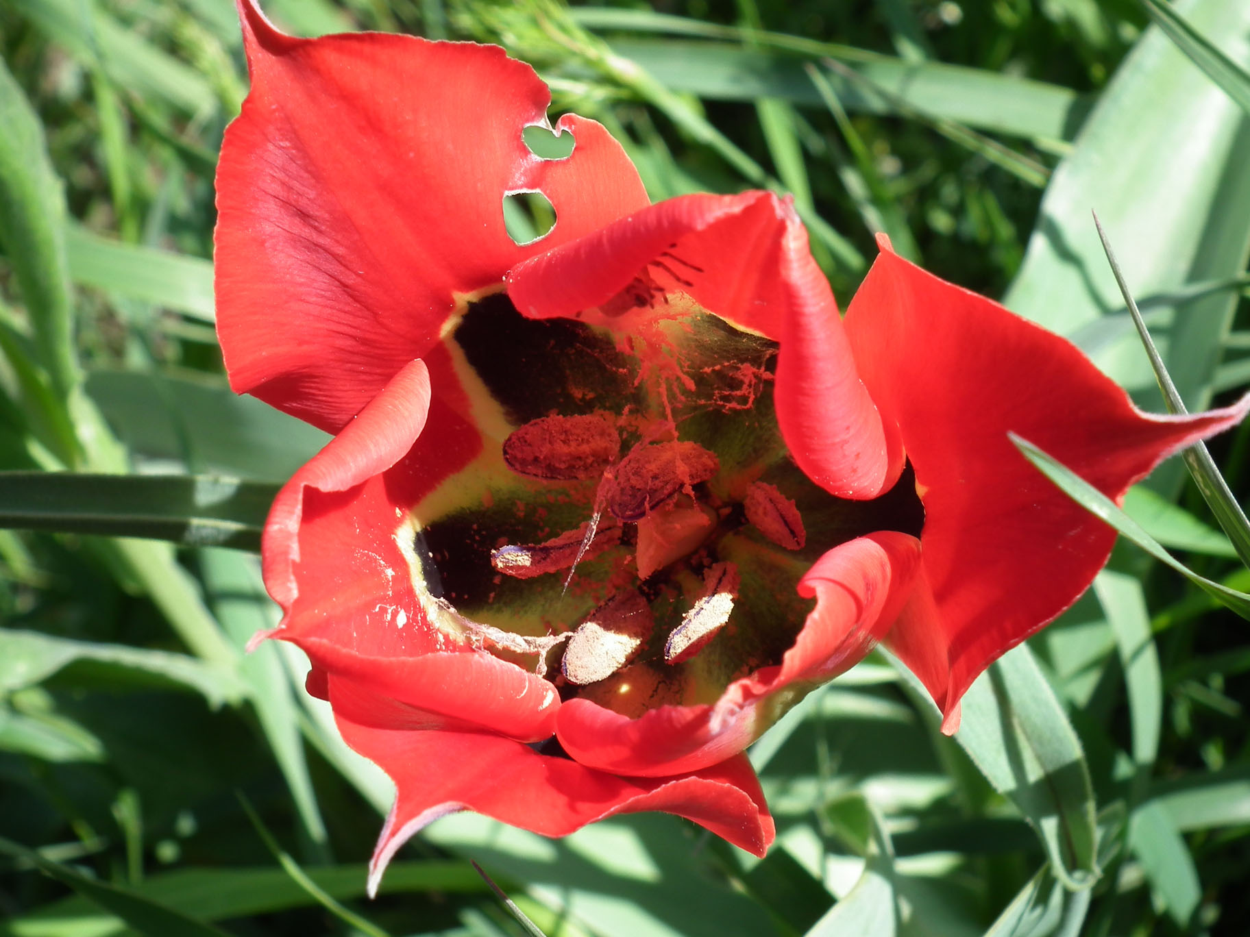 Tulip