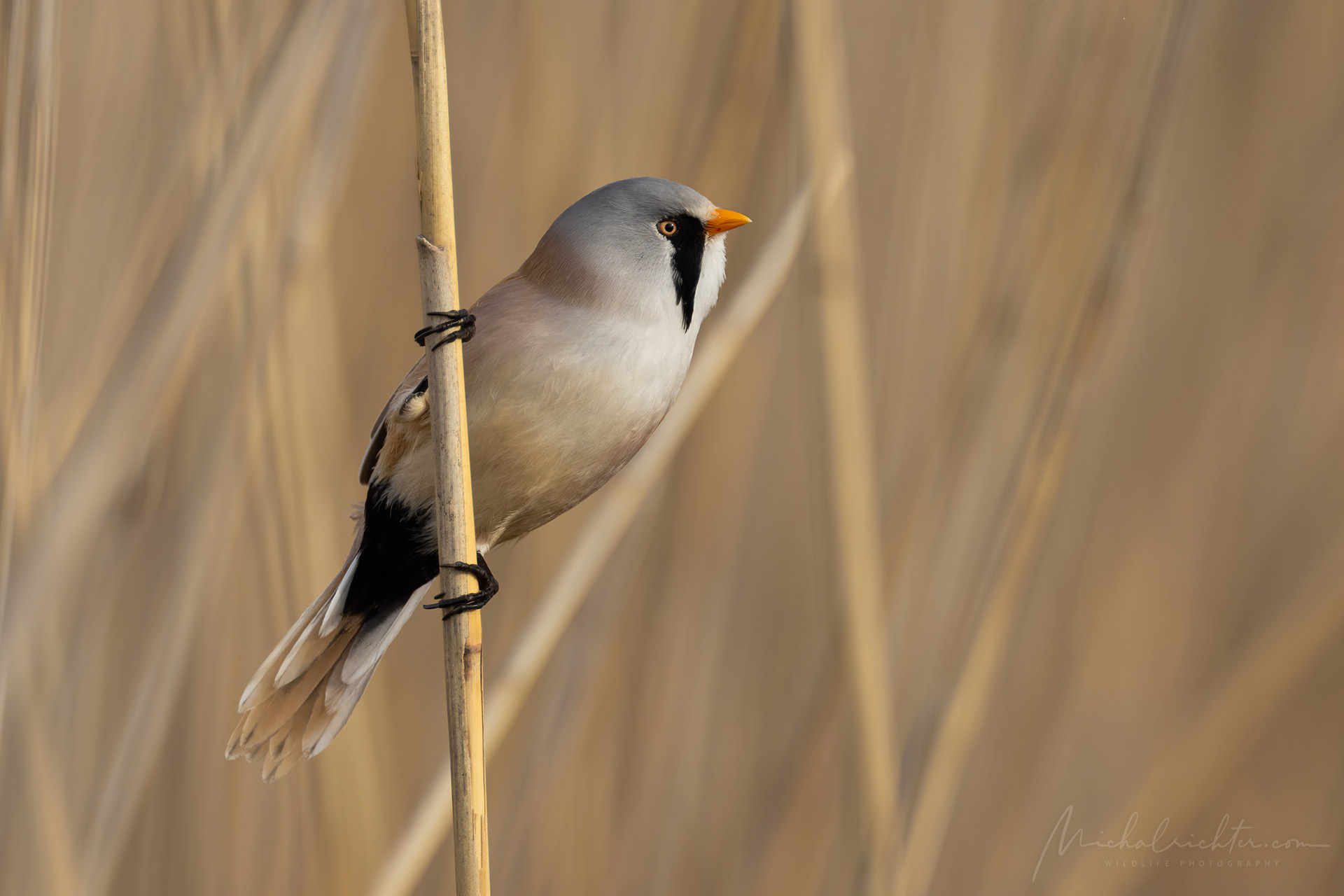 Panurus biarmicus (Bearded reedling)