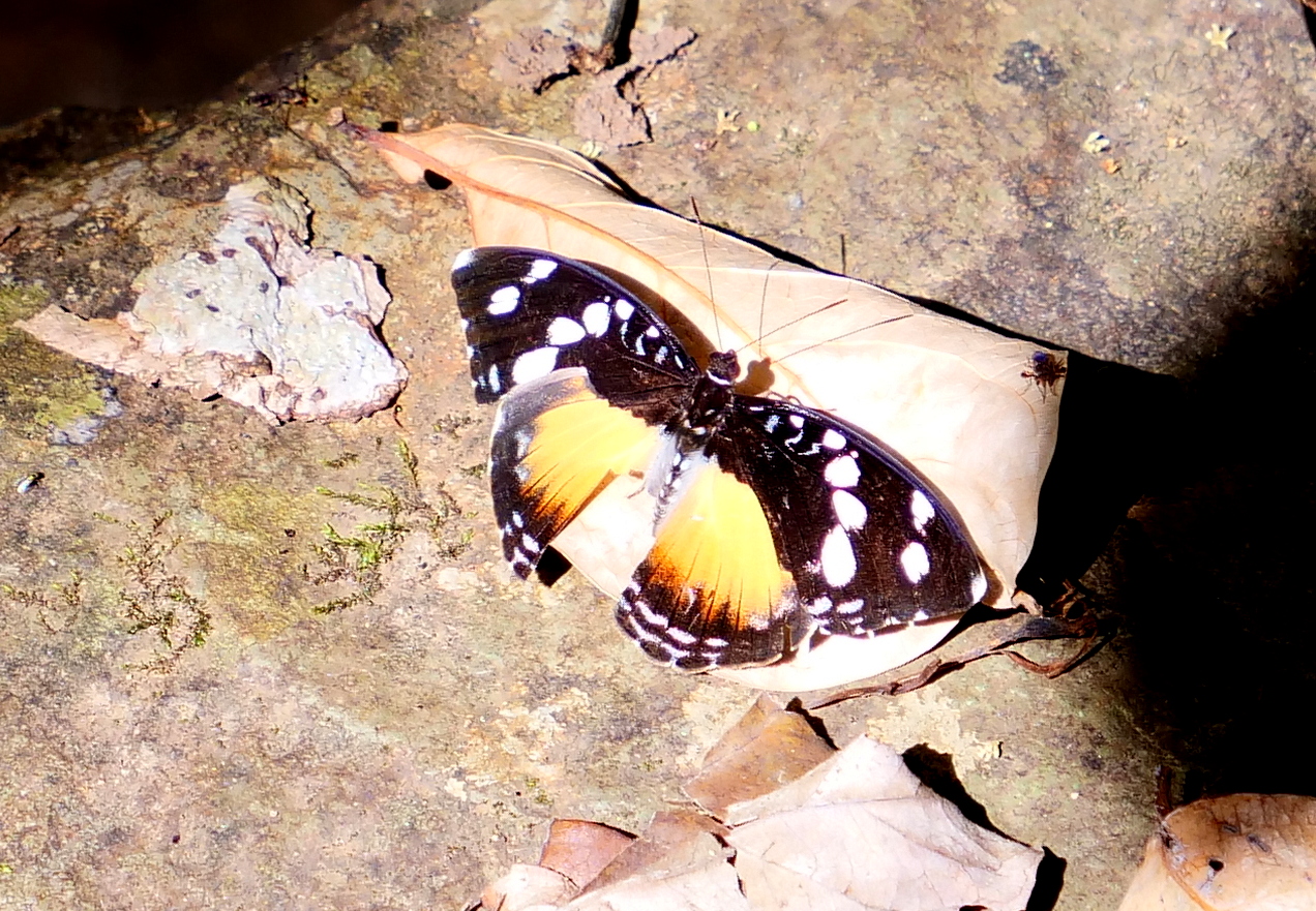 African butterfly